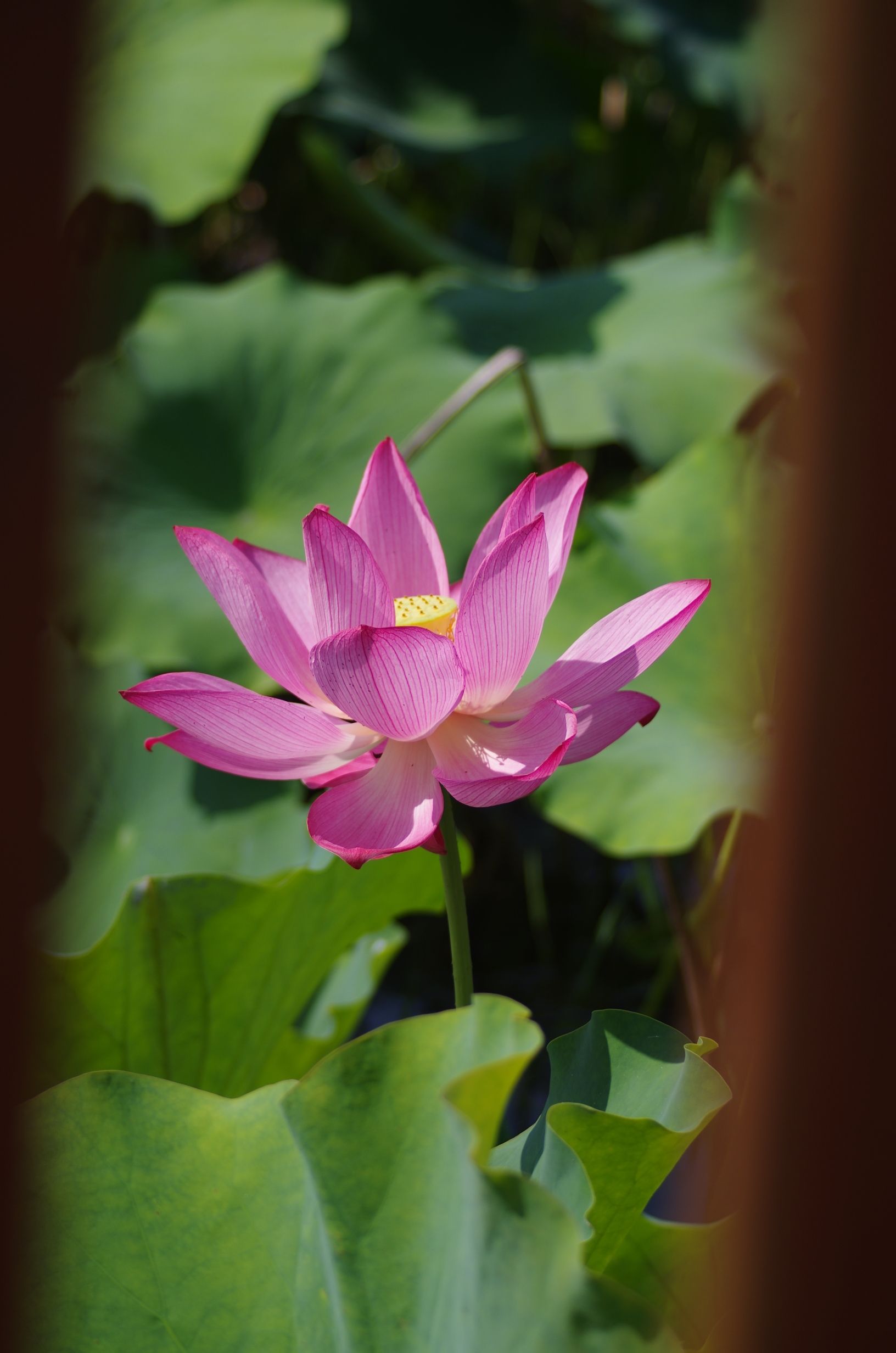 莲花池公园旅行图片 3