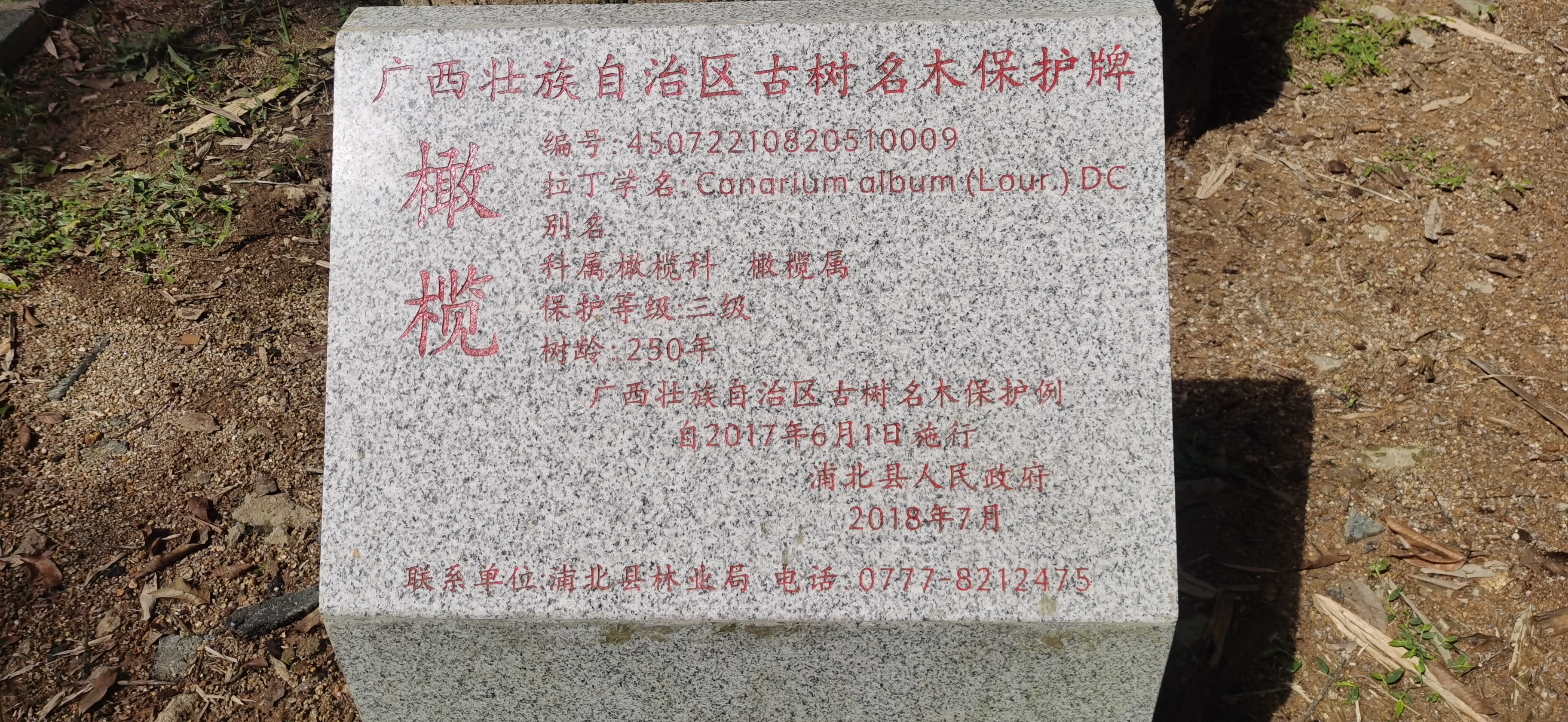 橄榄山谷旅游度假风景区旅行图片 3