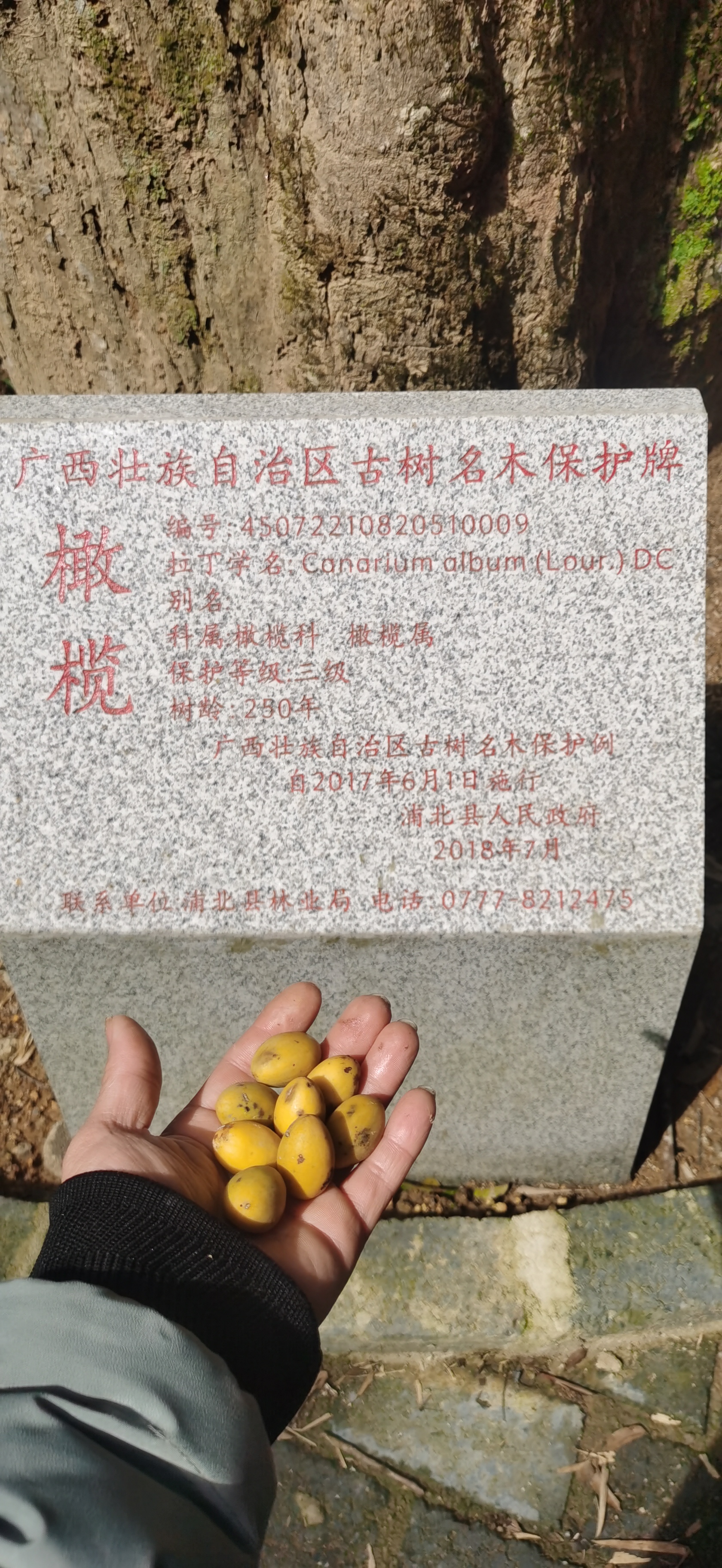 橄榄山谷旅游度假风景区旅行图片 1