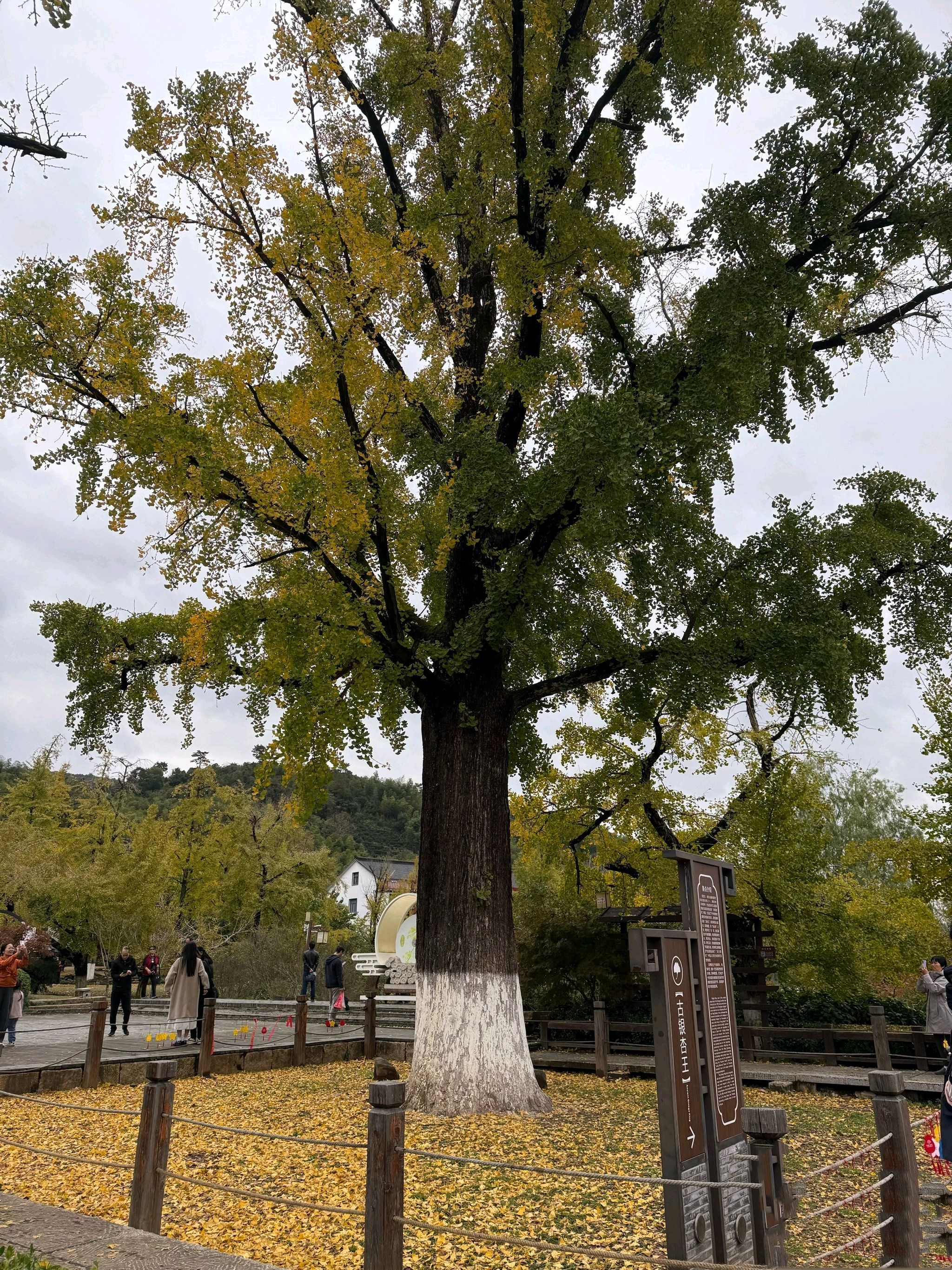 八都岕景区旅行图片 1