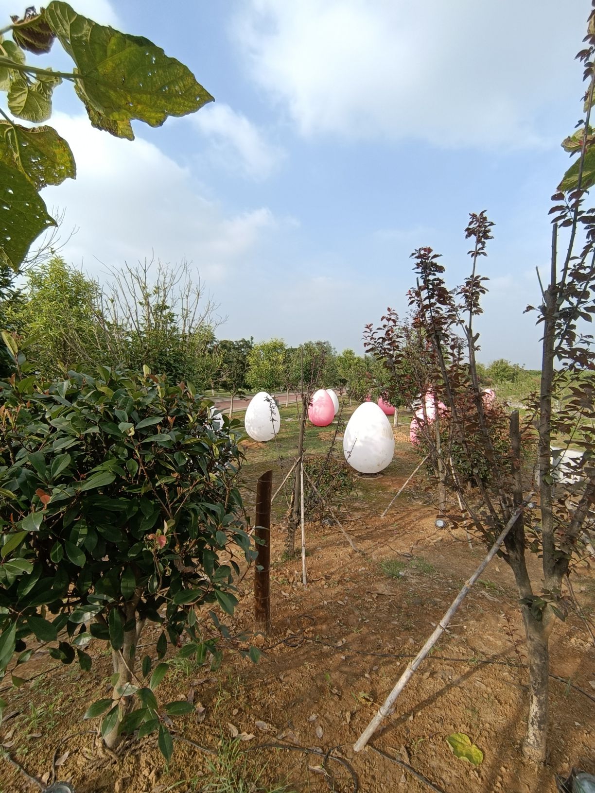 中国科学院庐山植物园(南昌)旅行图片 3