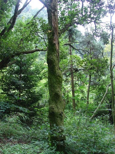 中国科学院庐山植物园(南昌)旅行图片 2