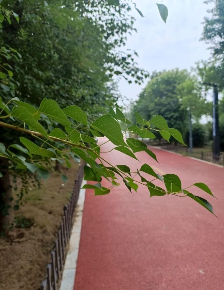 黎阳故城森林公园旅行图片 2