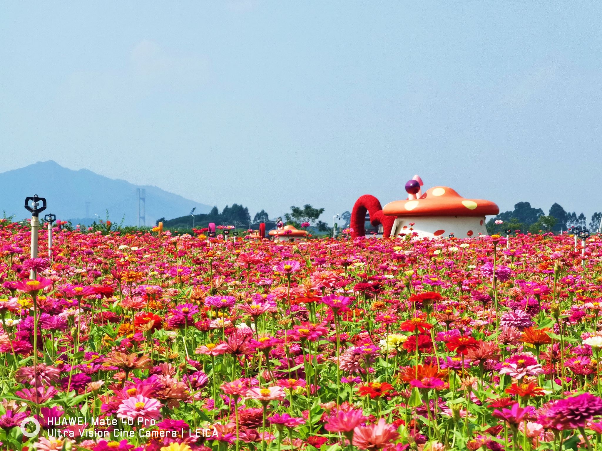 沙围村七彩花田 - 西南街道便民圈栖邻生活圈风景名胜服务点实景照片