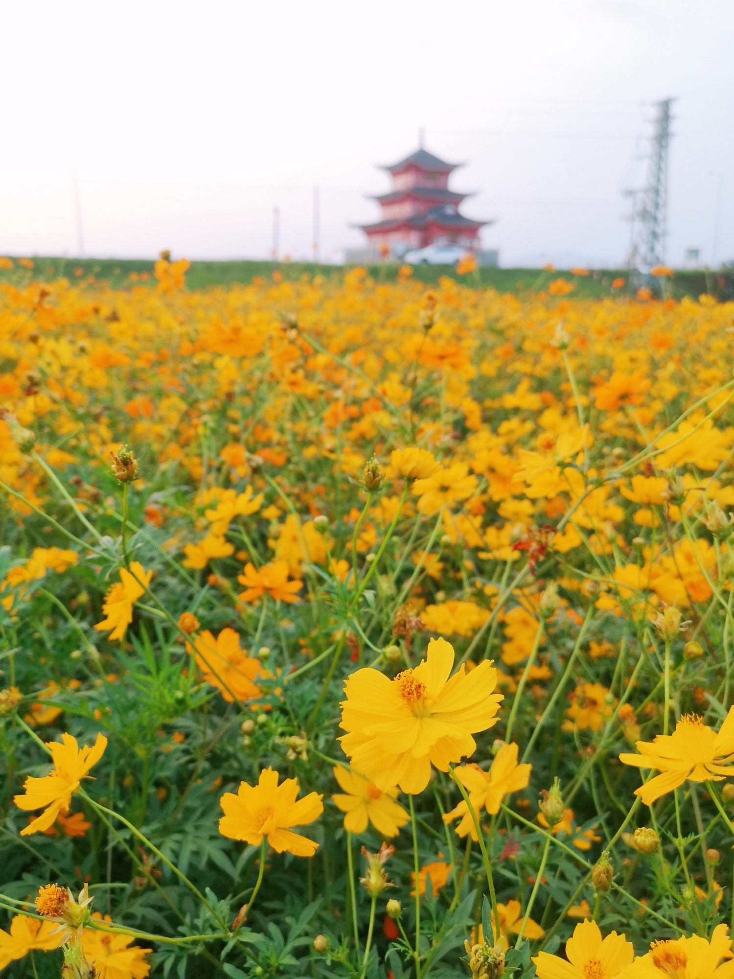 沙围村七彩花田旅行图片 1