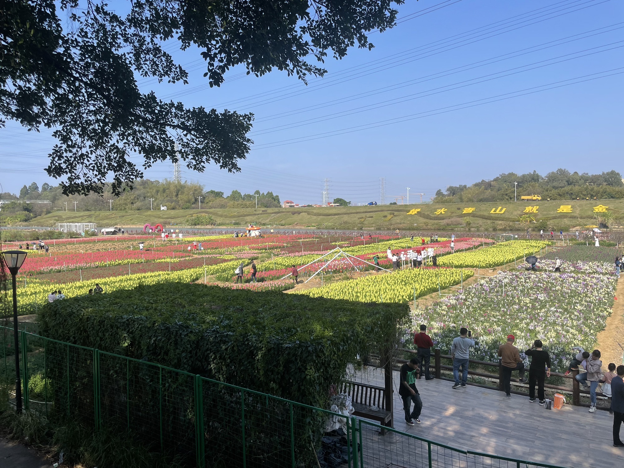 沙围村七彩花田旅行图片 2