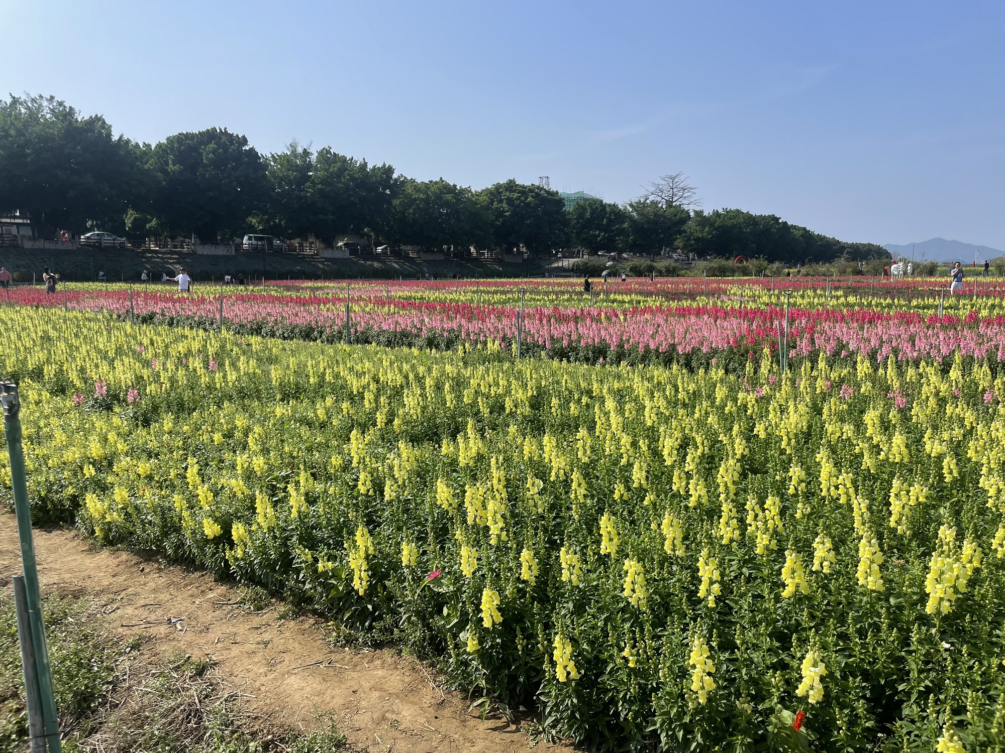 沙围村七彩花田旅行图片 3