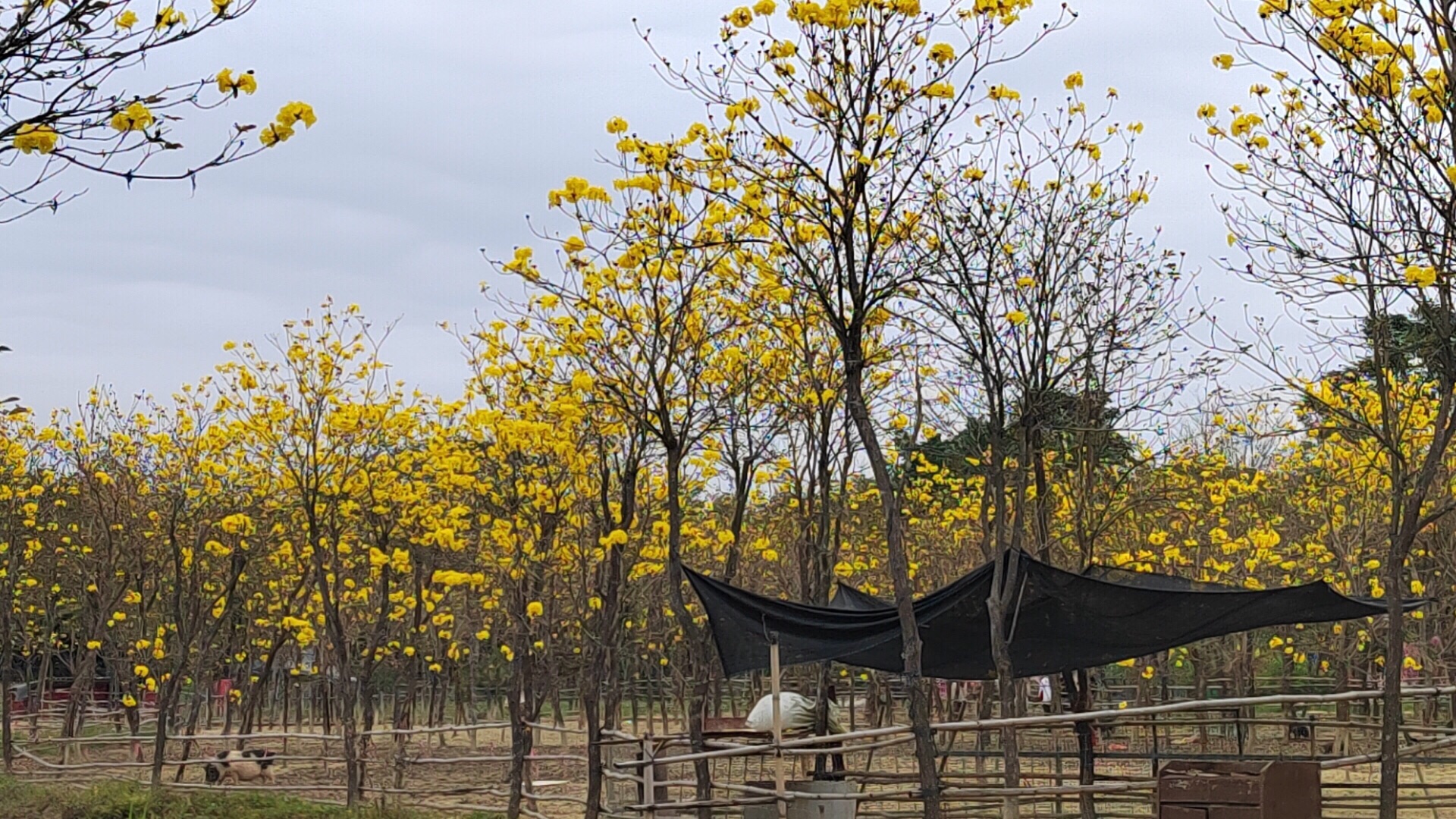 吉之旅南溪水乡·十里桃花旅行图片 1