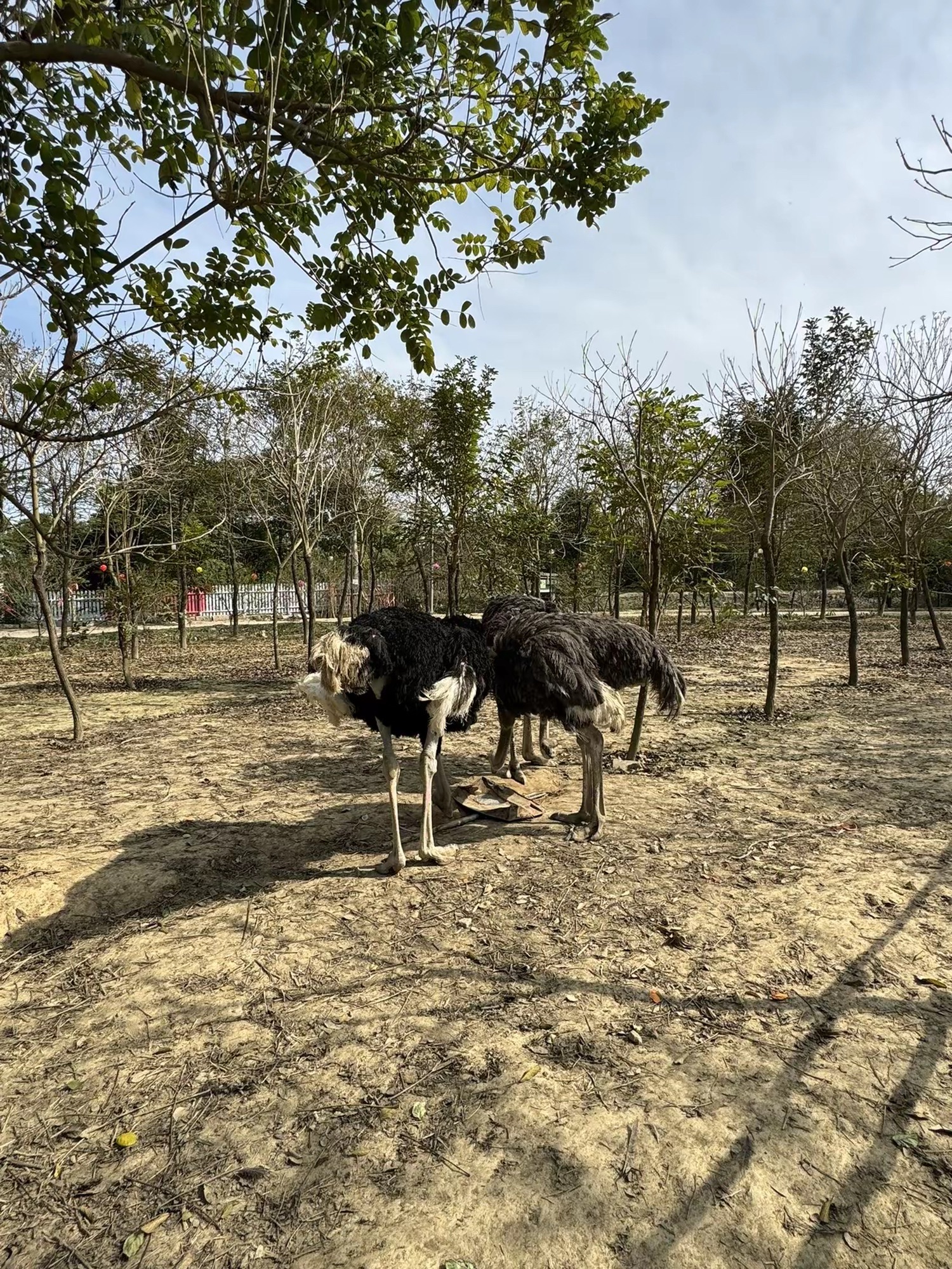 吉之旅南溪水乡·十里桃花旅行图片 2