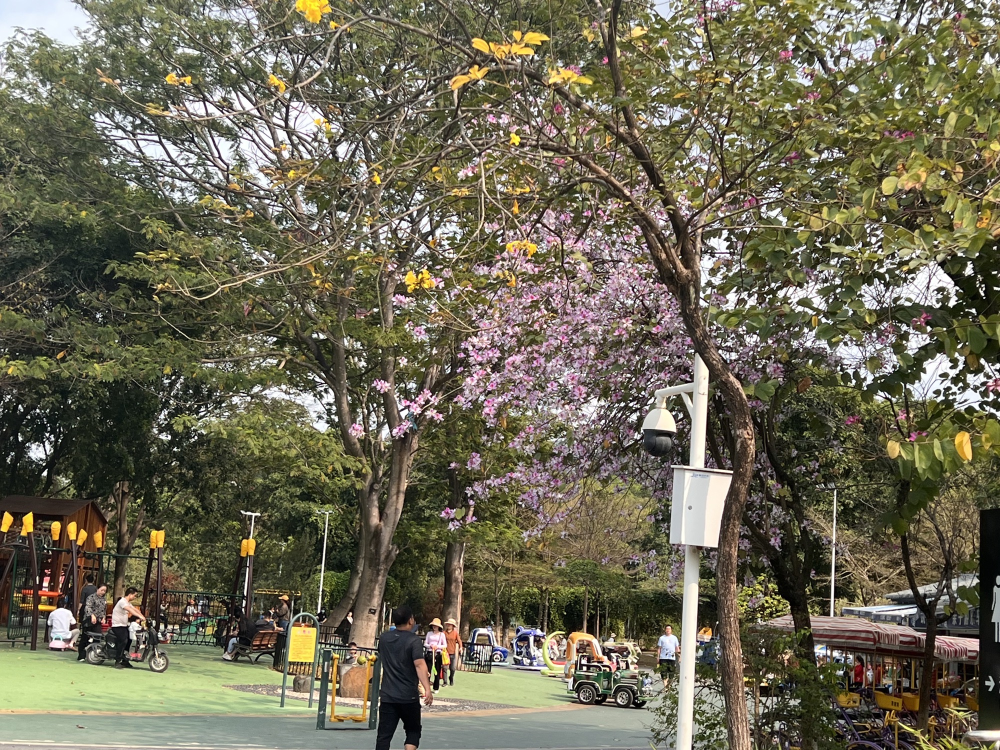 东莞植物园-儿童活动区