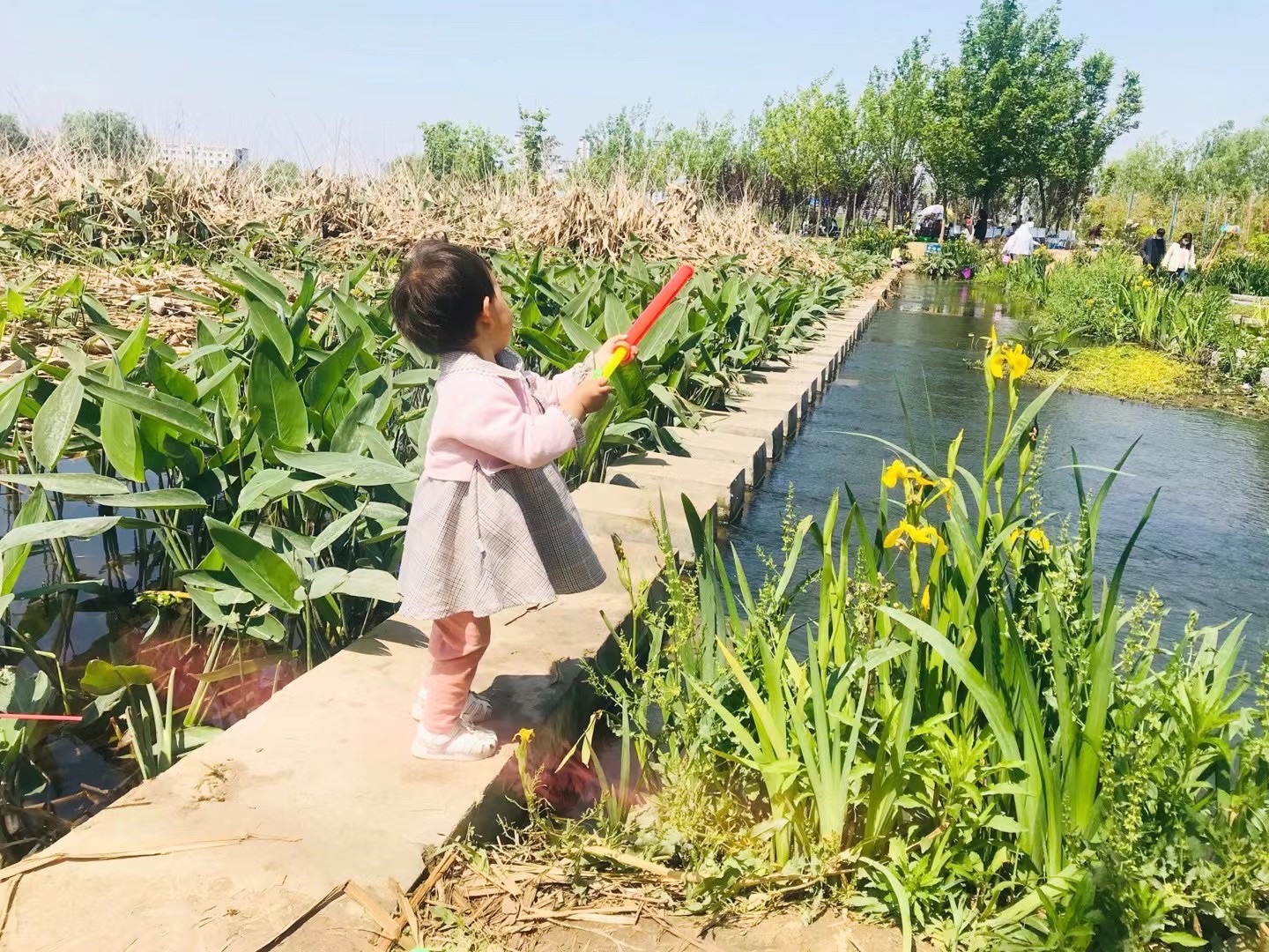 泗洪县河长制尾水湿地主题公园旅行图片 1