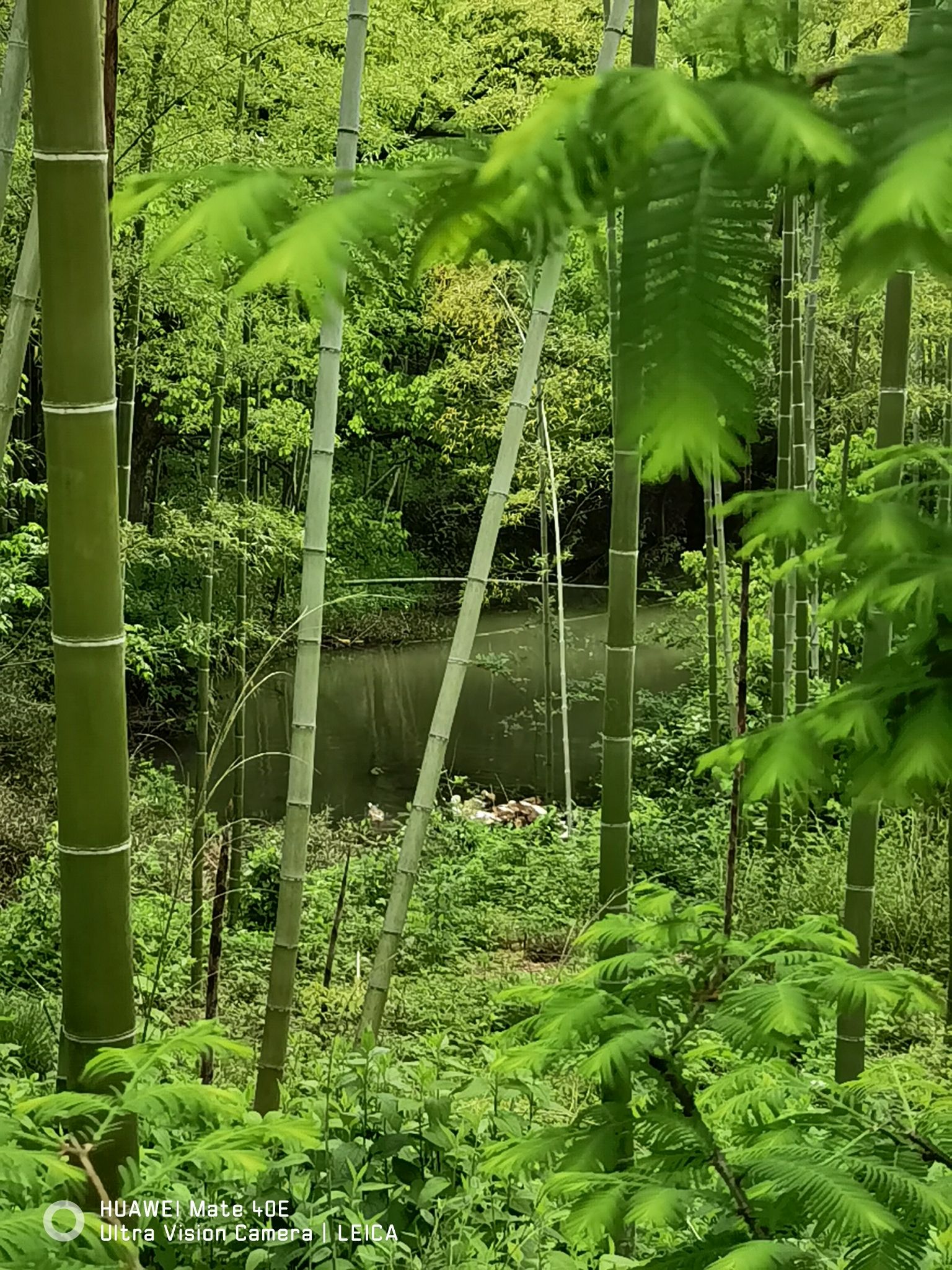 陆羽古道景区旅行图片 2