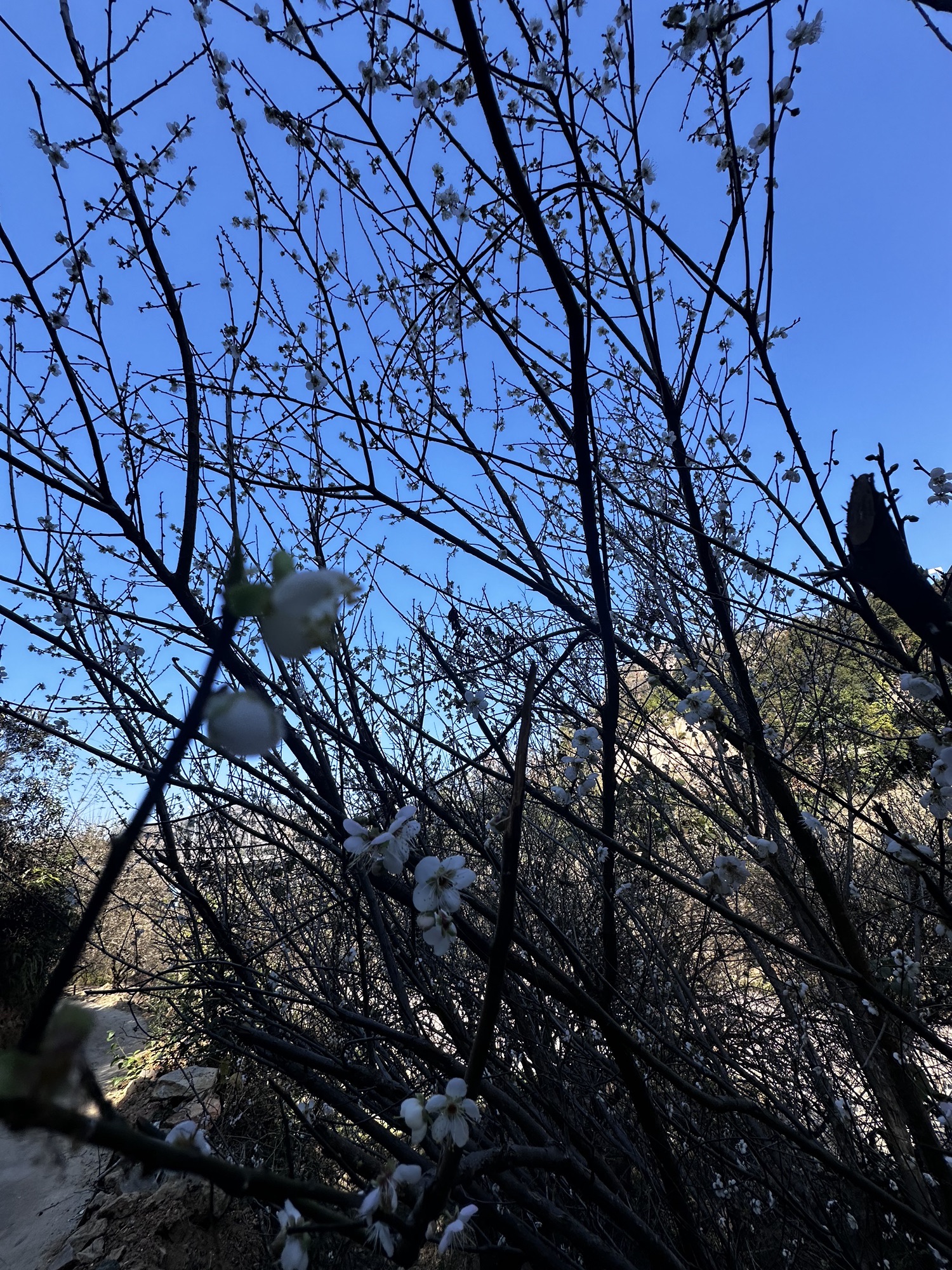 古原大坑赏梅园区旅行图片 2