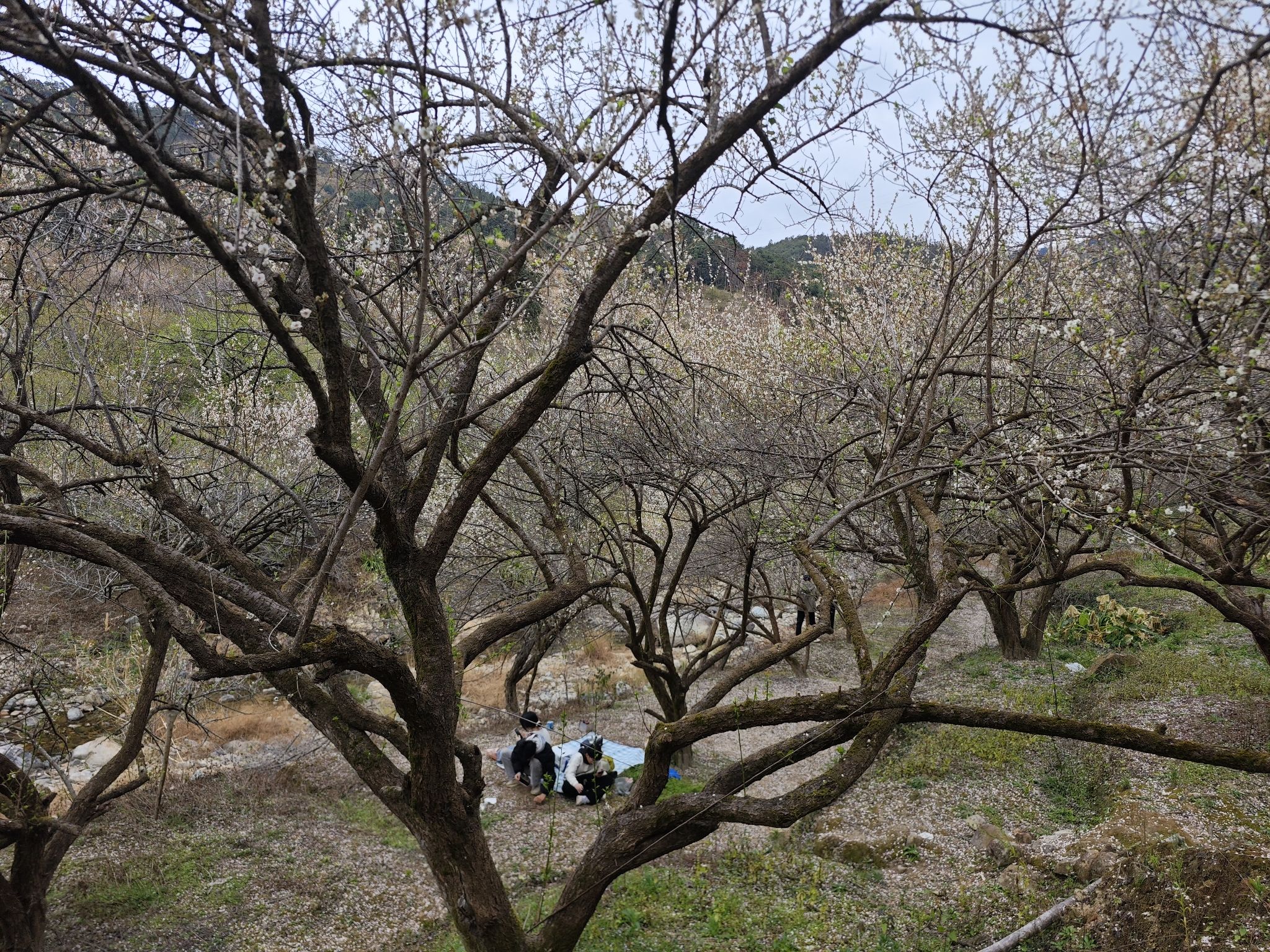 古原大坑赏梅园区旅行图片 1