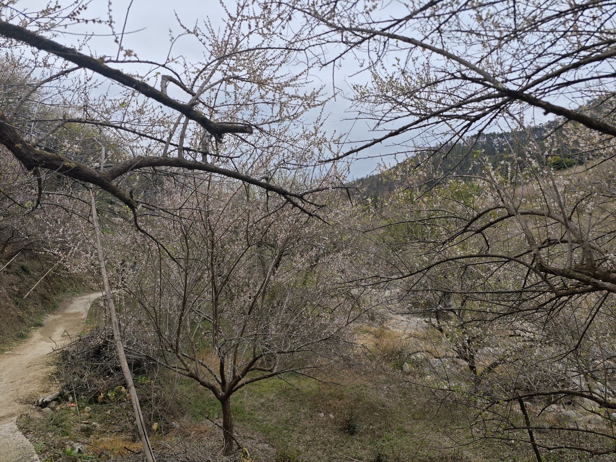 古原大坑赏梅园区旅行图片 2