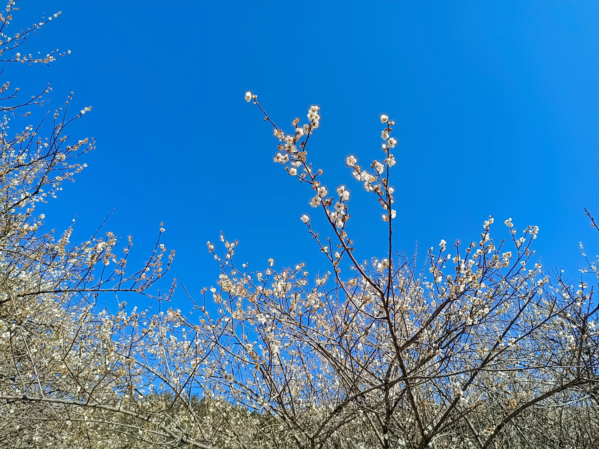 古原大坑赏梅园区旅行图片 3