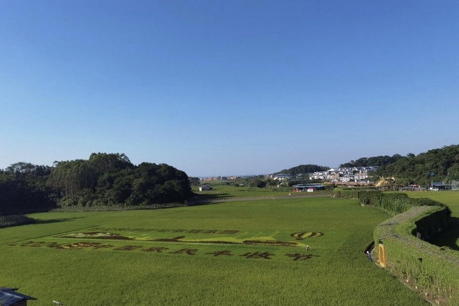 古辣稻田艺术景区旅行图片 2