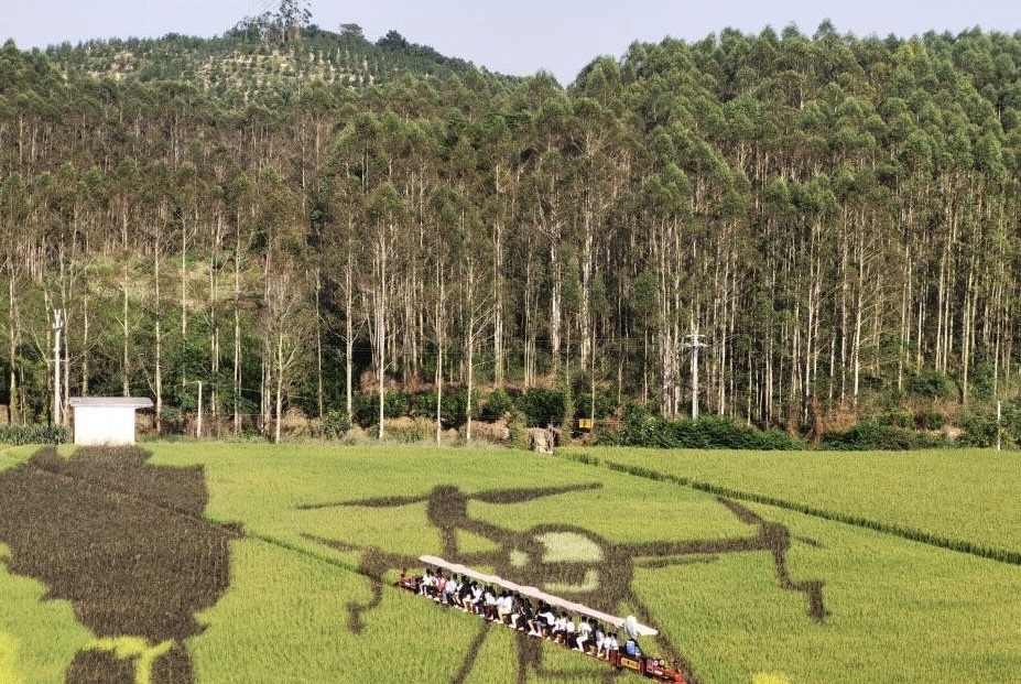 古辣稻田艺术景区旅行图片 1