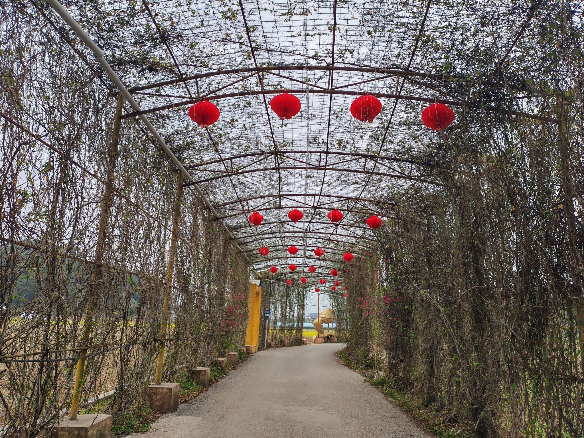 古辣稻田艺术景区旅行图片 1