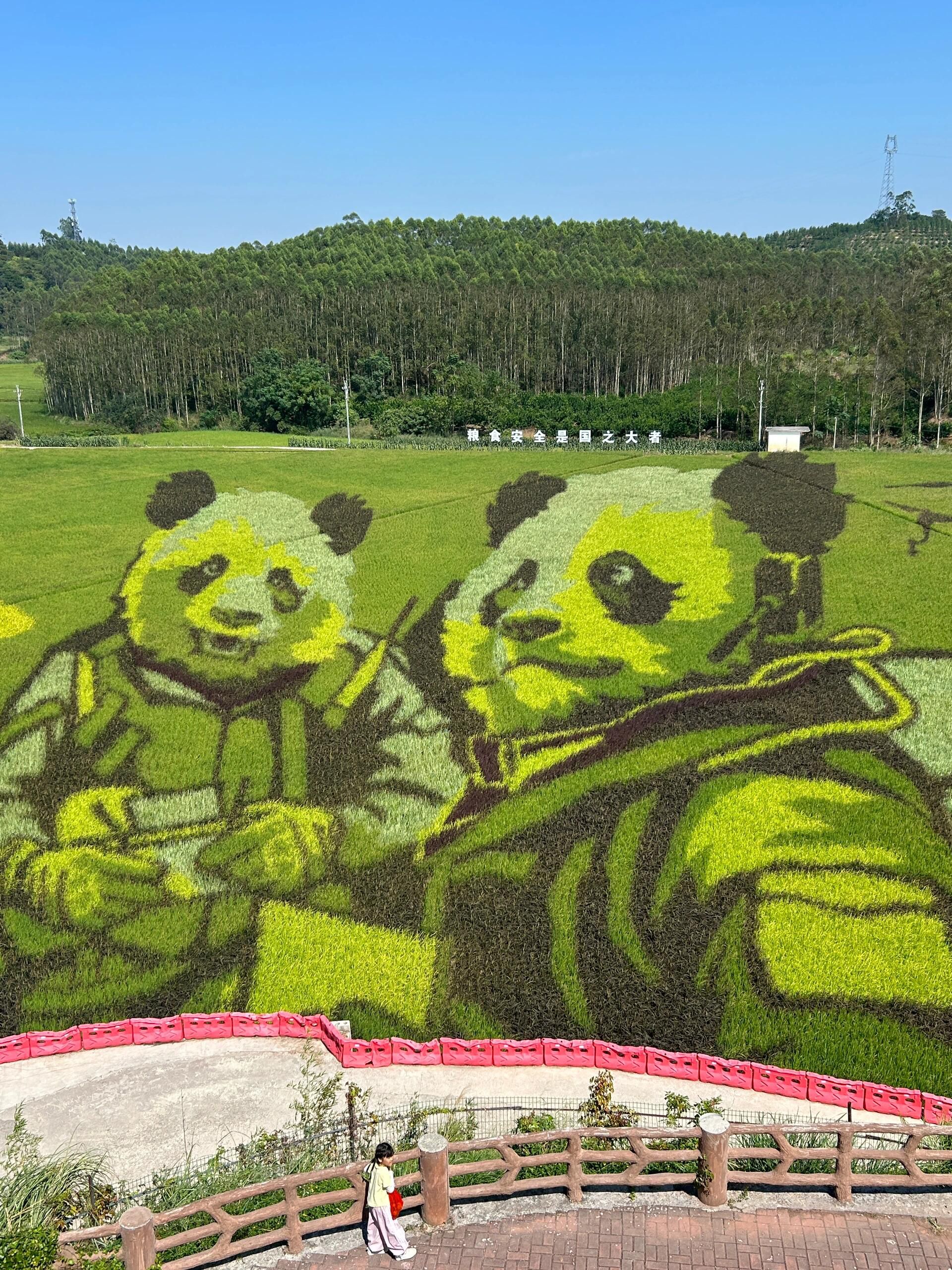 古辣稻田艺术景区旅行图片 1
