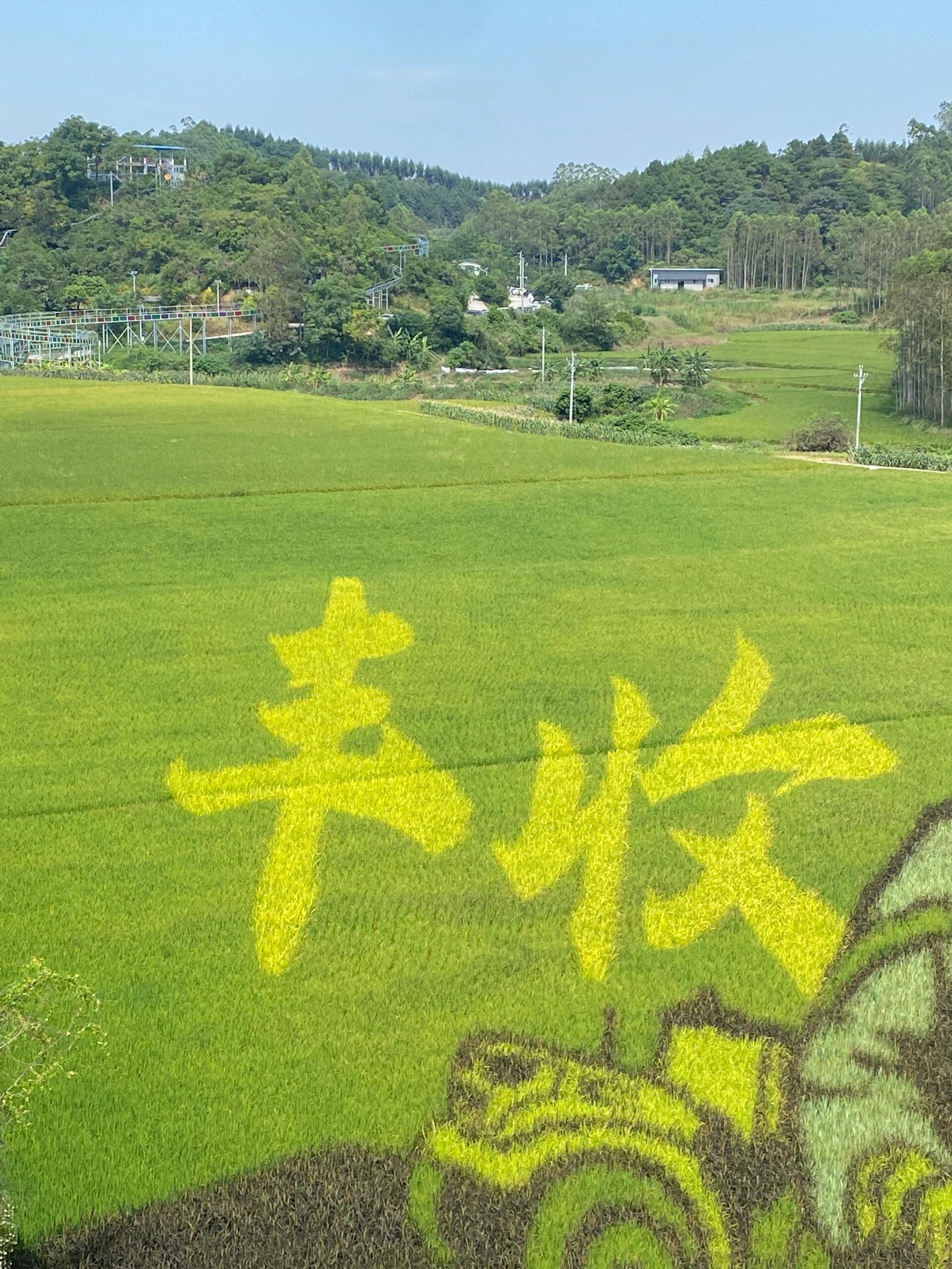 古辣稻田艺术景区旅行图片 2