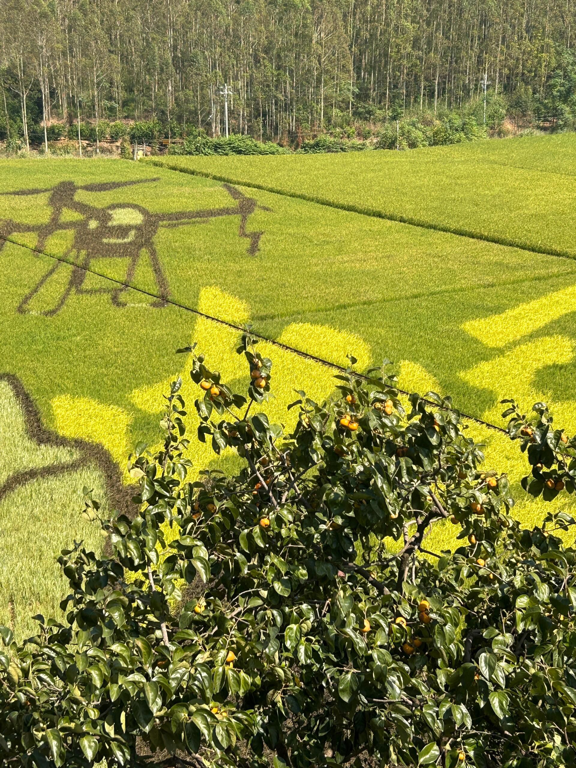 古辣稻田艺术景区旅行图片 3