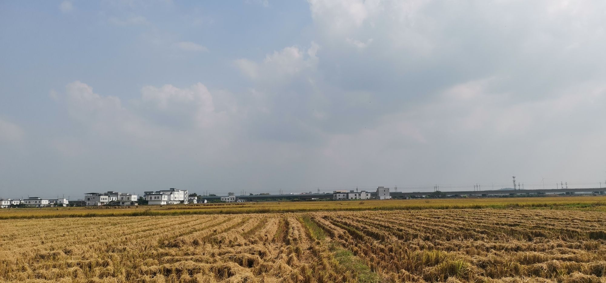 古辣稻田艺术景区旅行图片 2