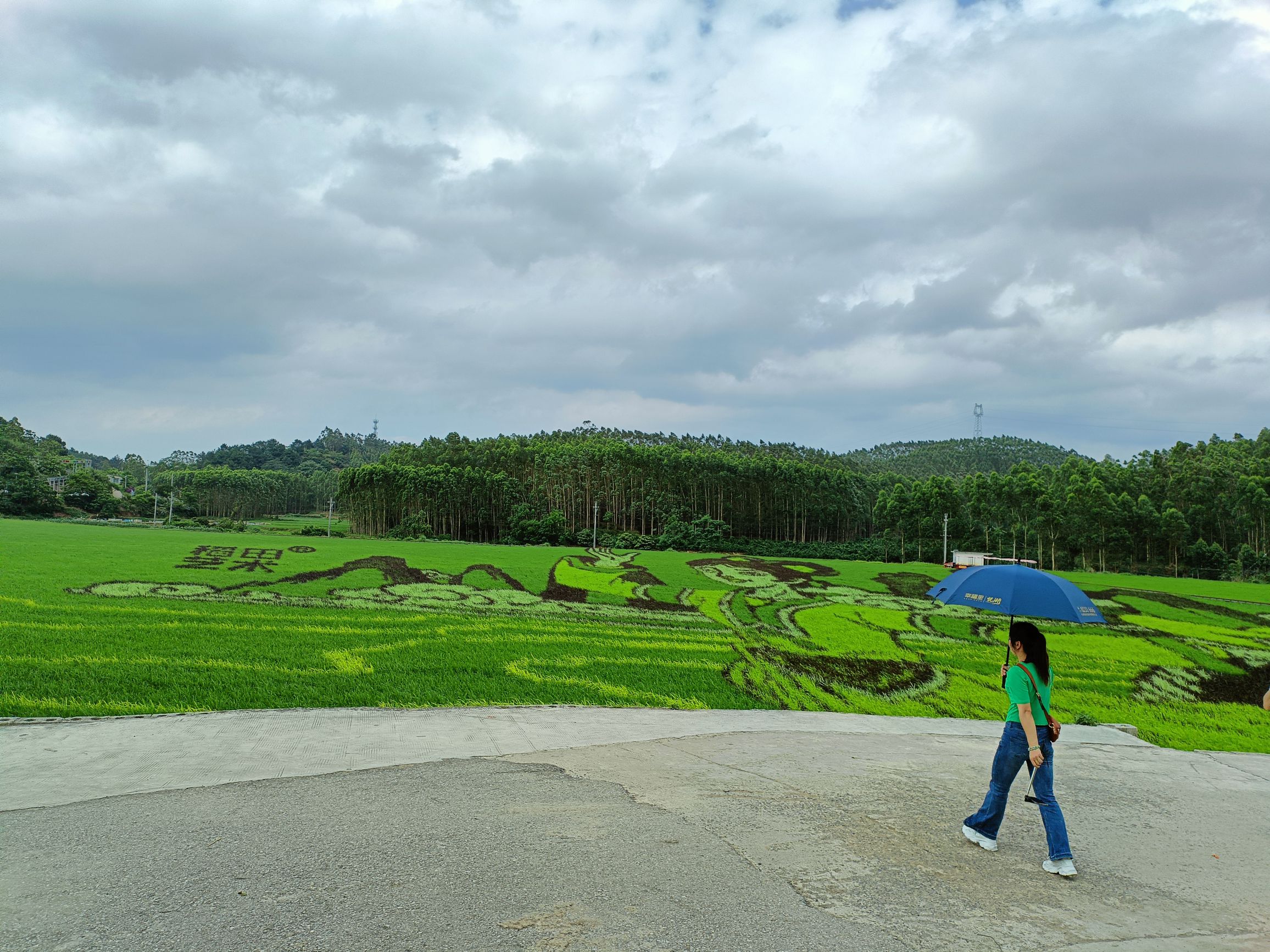 古辣稻田艺术景区旅行图片 2