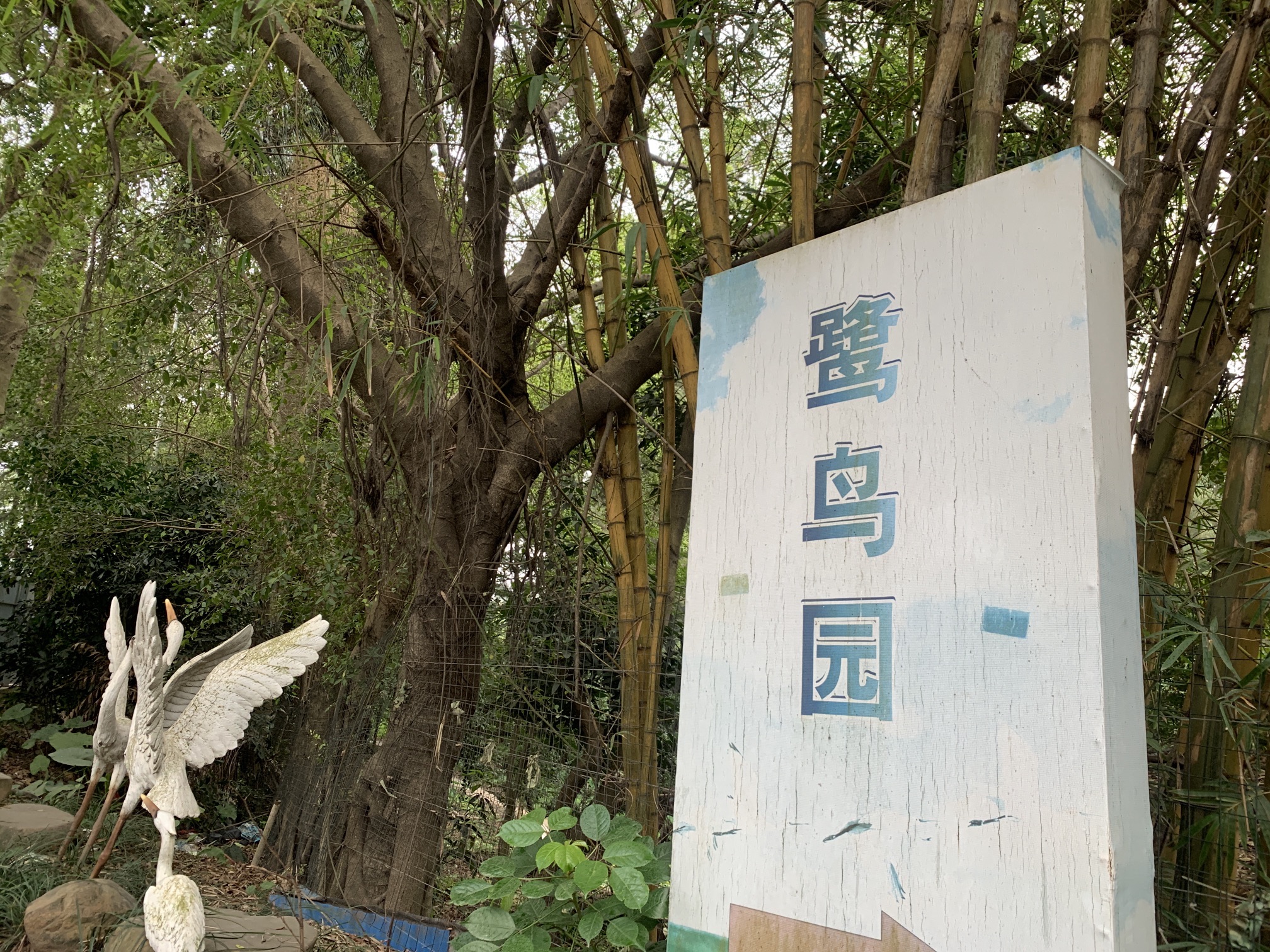 伦教鹭鸟天堂旅行图片 2