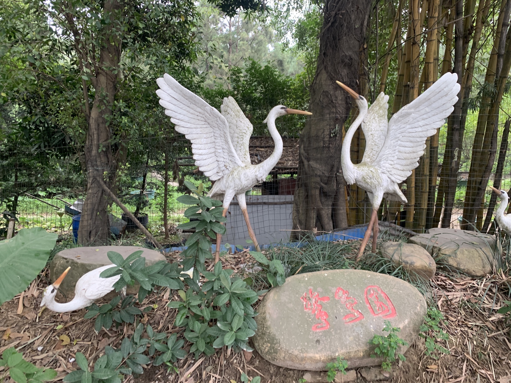 伦教鹭鸟天堂旅行图片 1