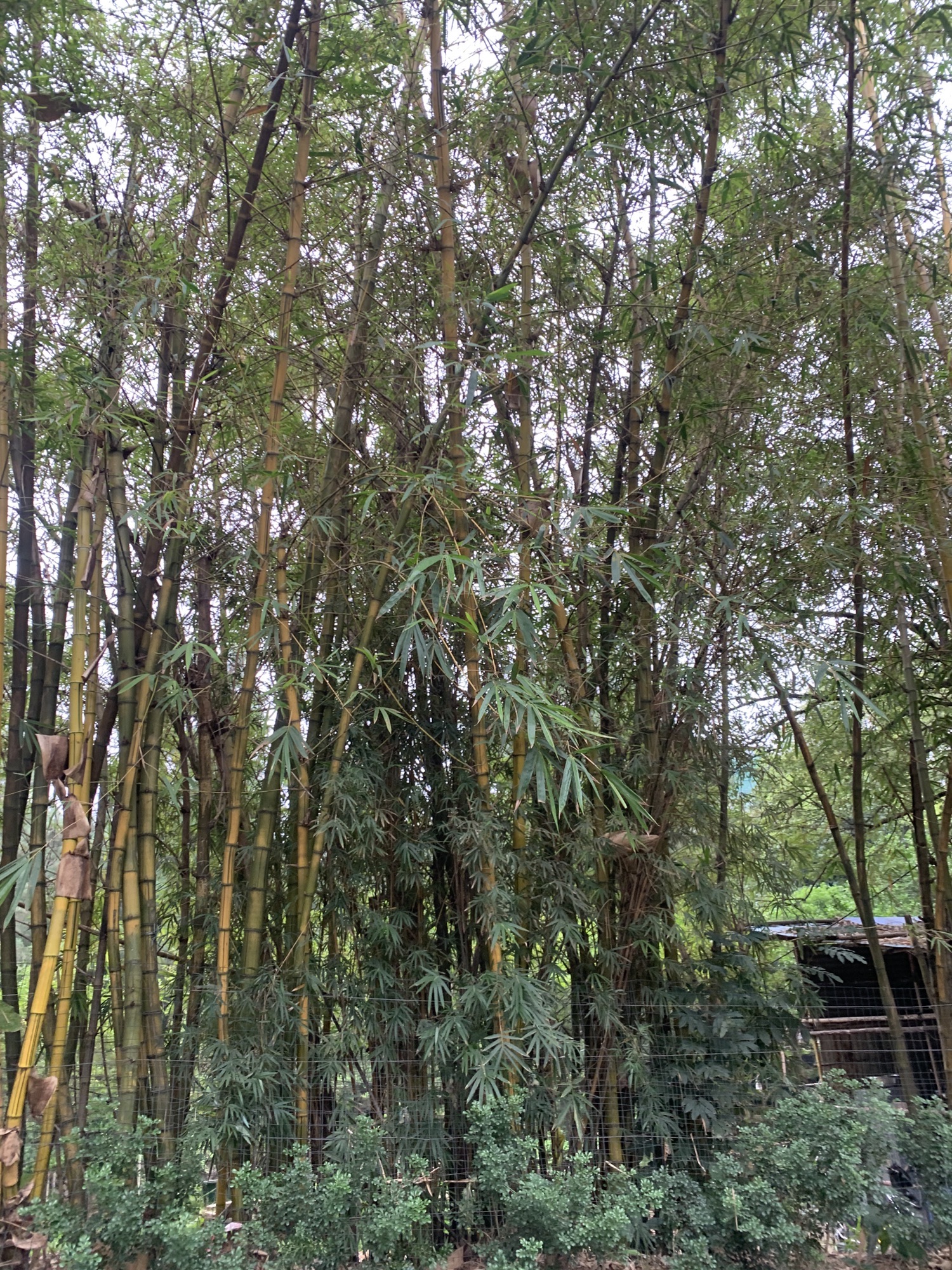 伦教鹭鸟天堂旅行图片 3