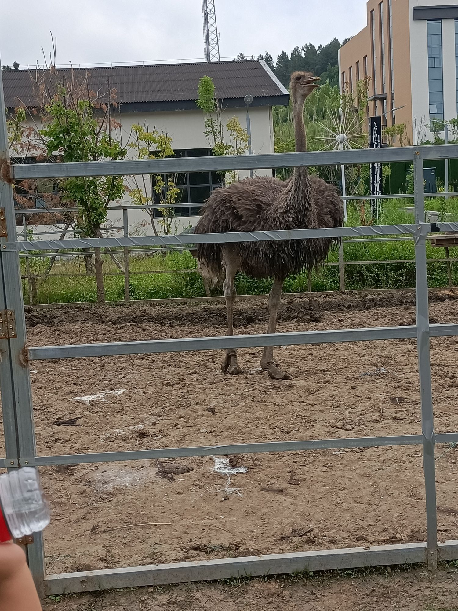 牡丹江珍稀动物园旅行图片 3