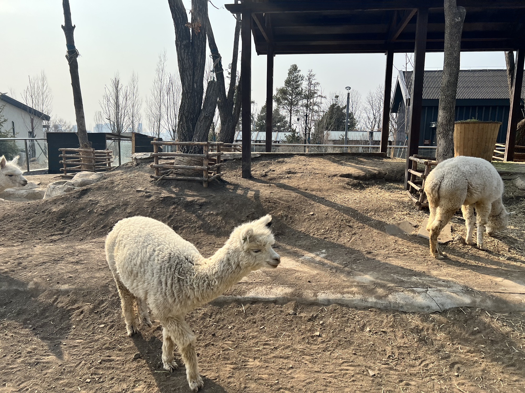 牡丹江珍稀动物园旅行图片 2