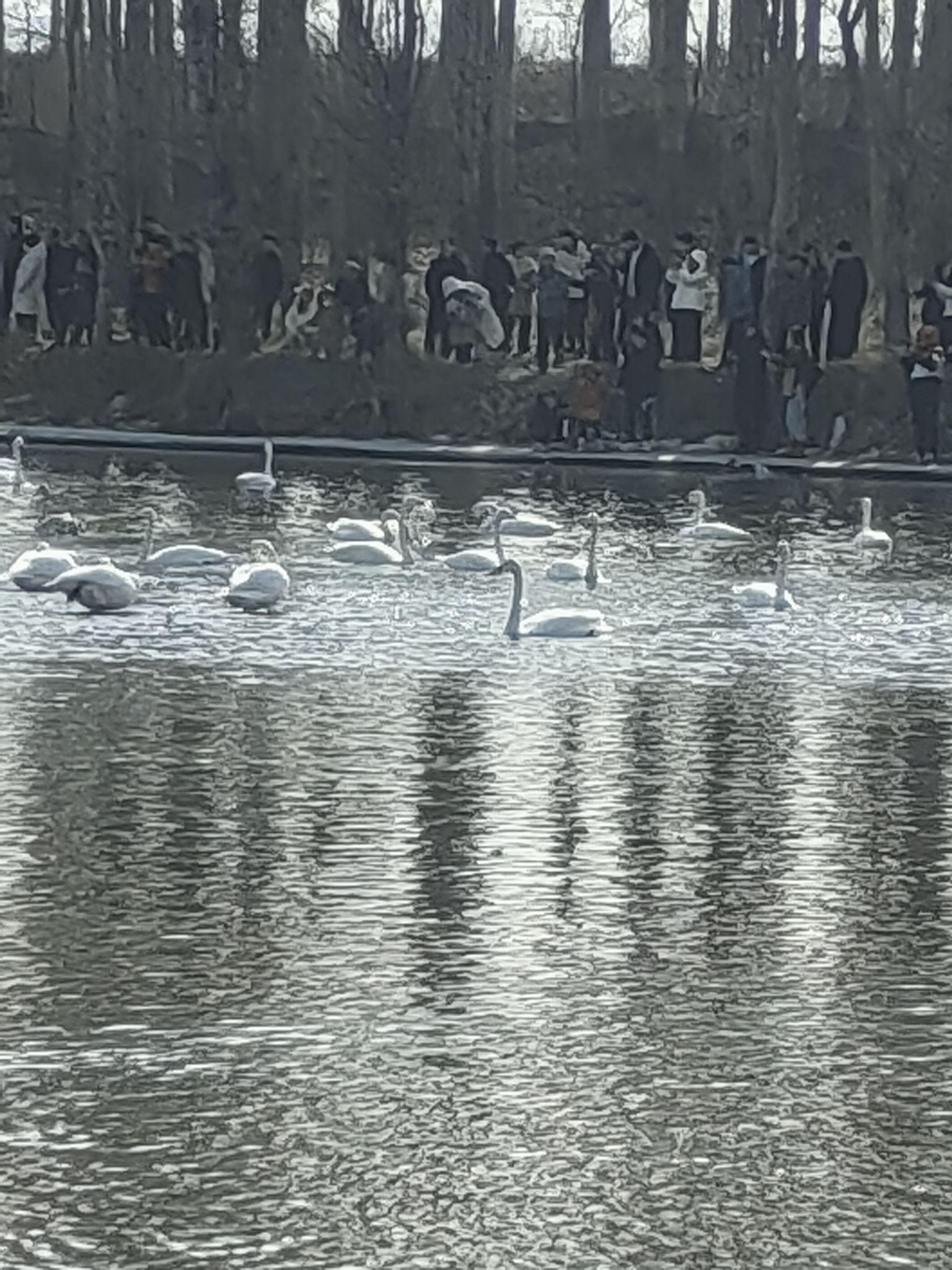 红村天鹅湾旅行图片 3