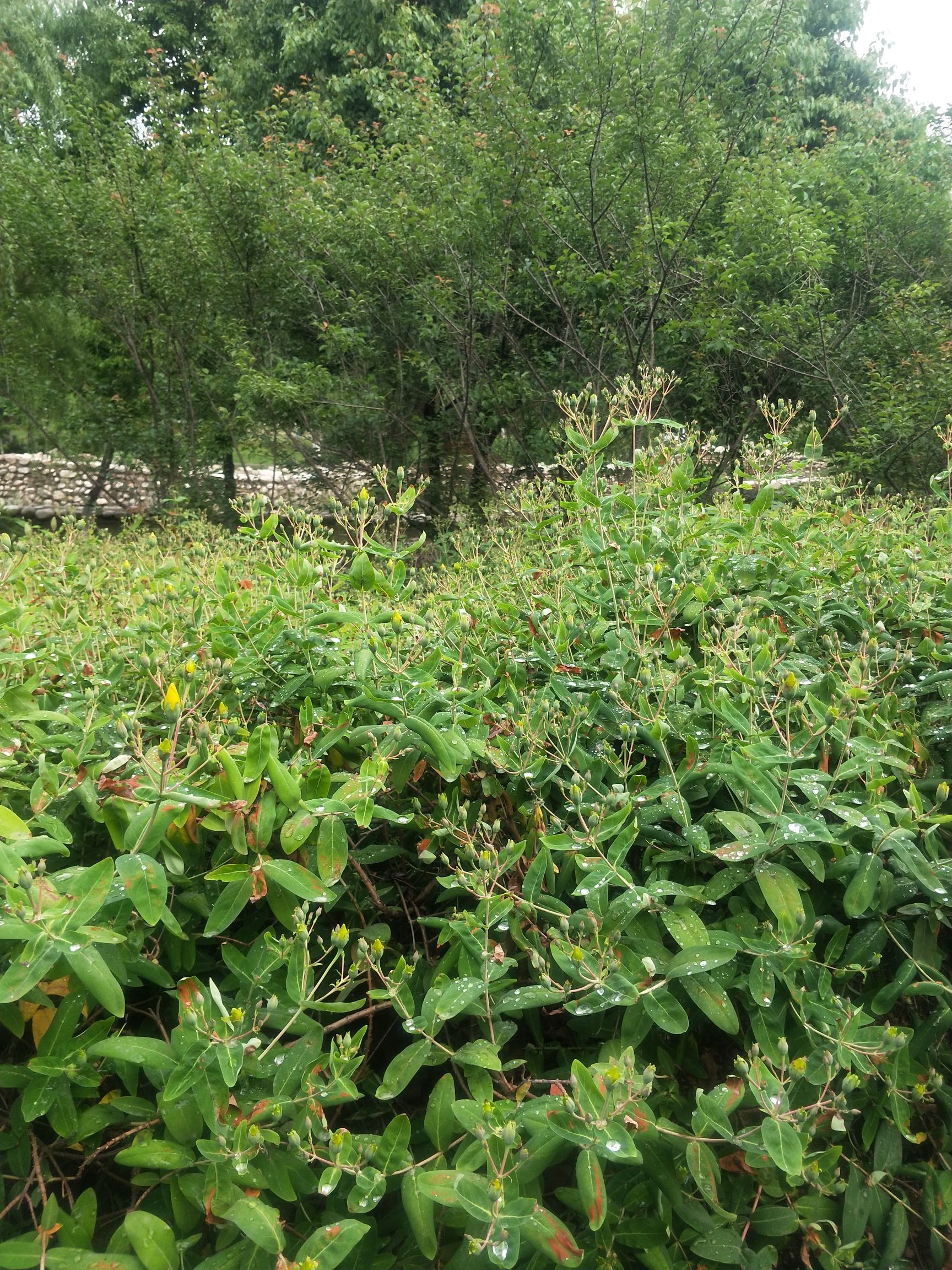 九里沟公园旅行图片 2