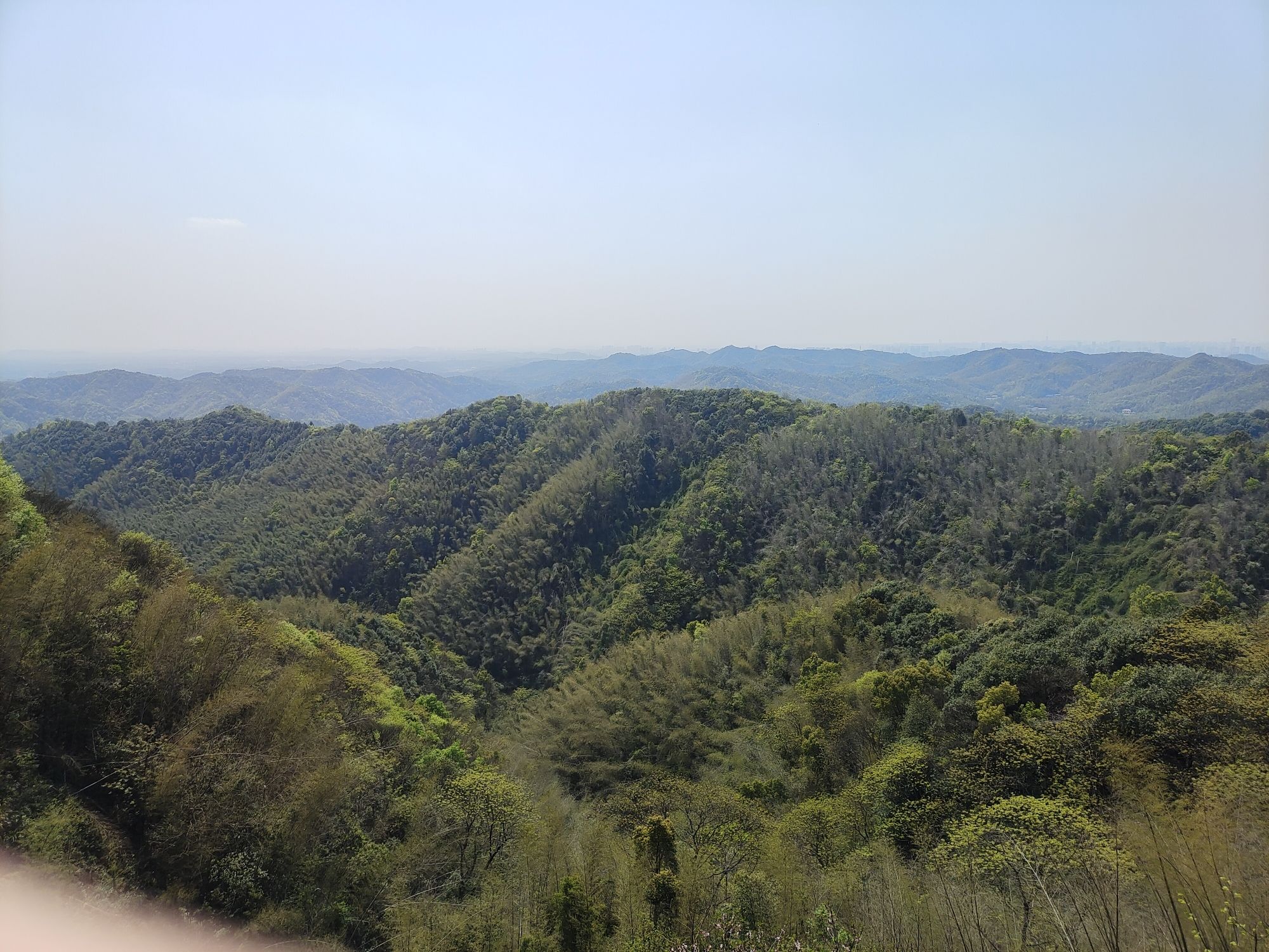 株洲婆仙岭樱花园旅行图片 1