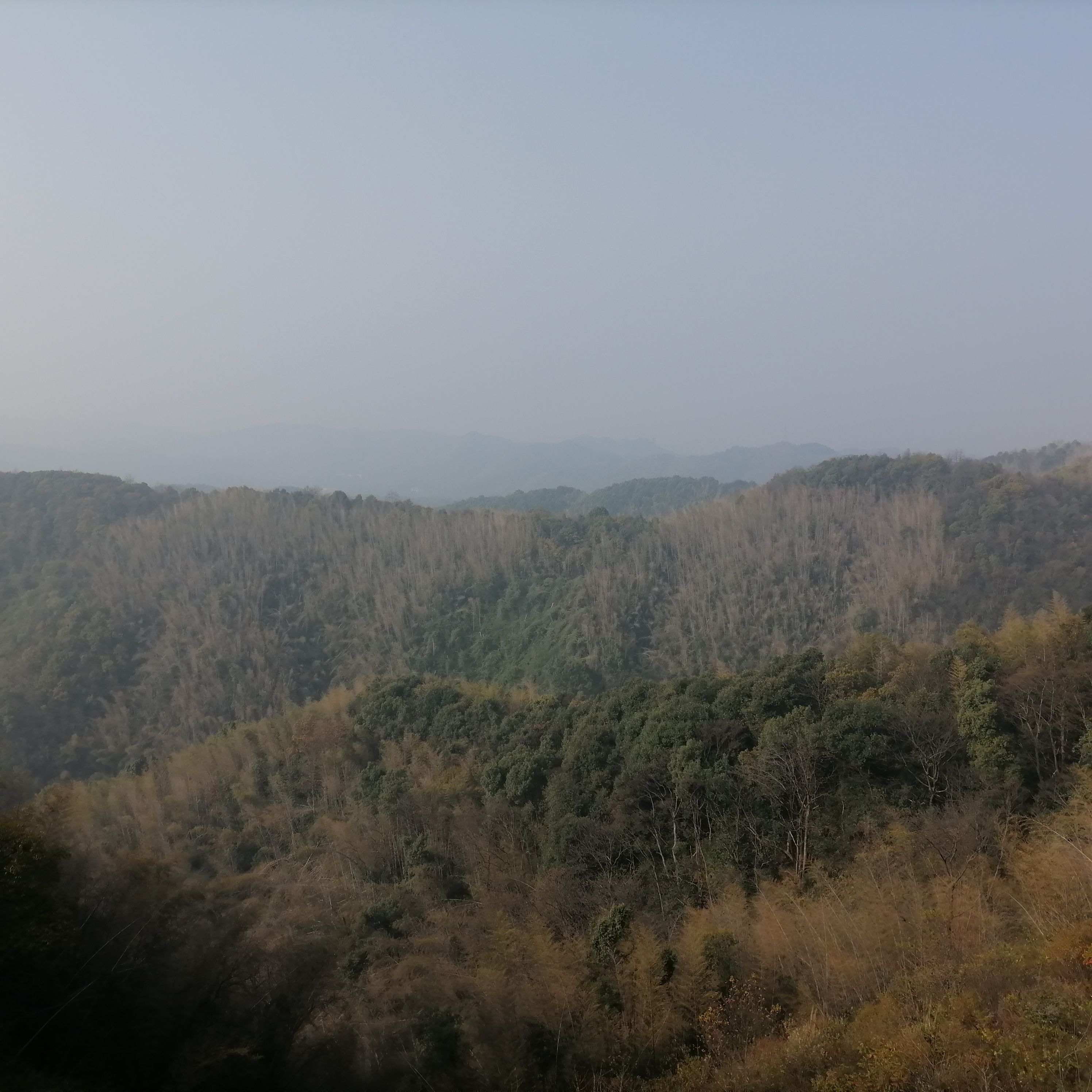 株洲婆仙岭樱花园旅行图片 2