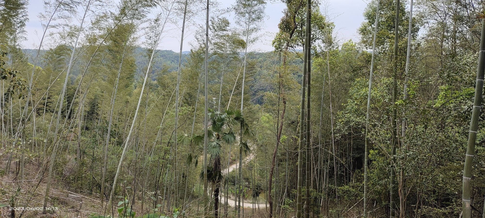 株洲婆仙岭樱花园旅行图片 3