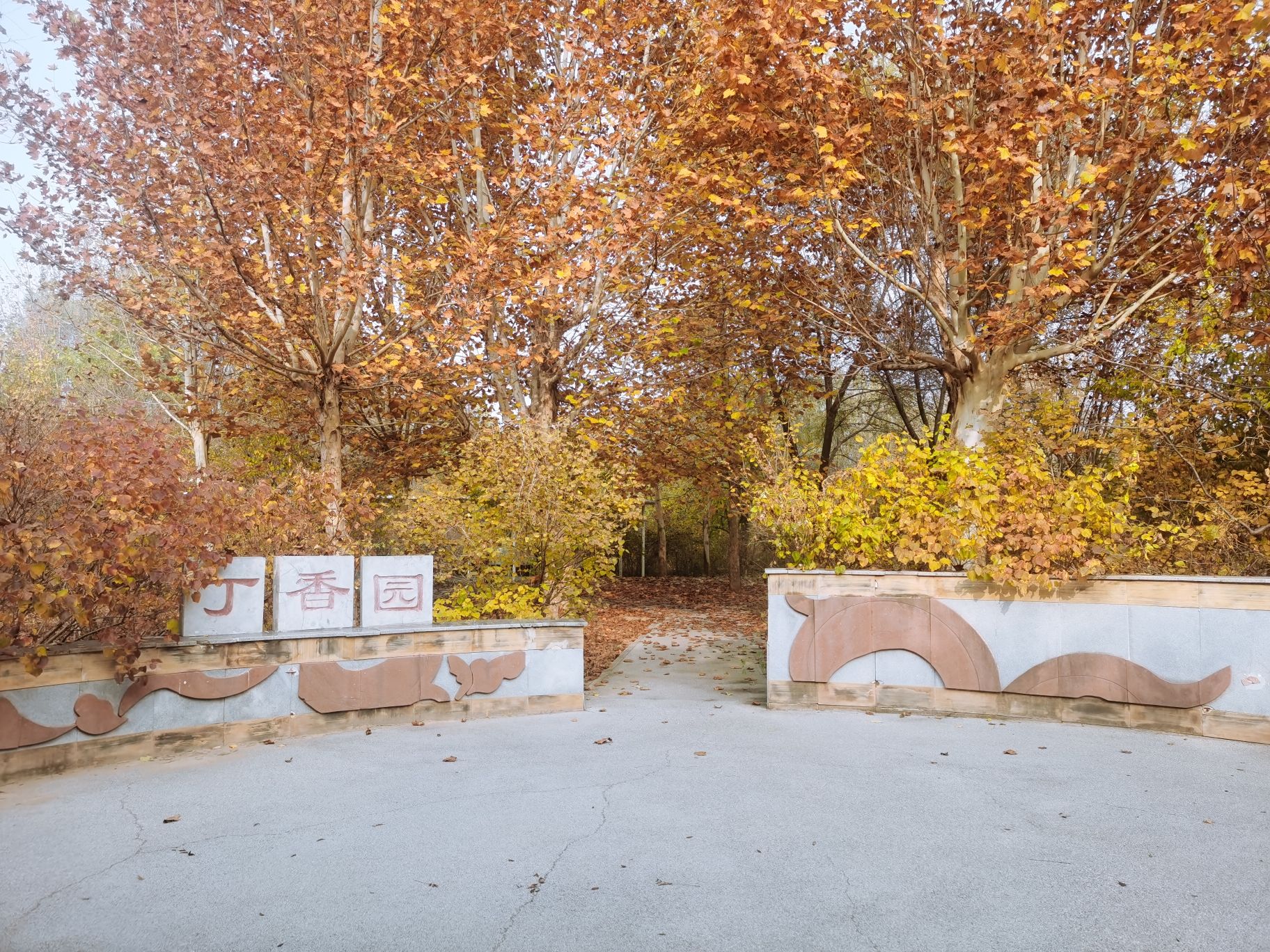 丁香园