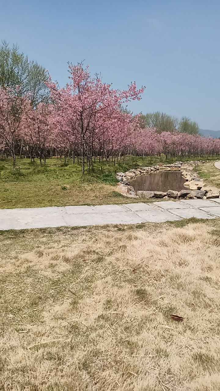 樱花奇境小镇旅行图片 1