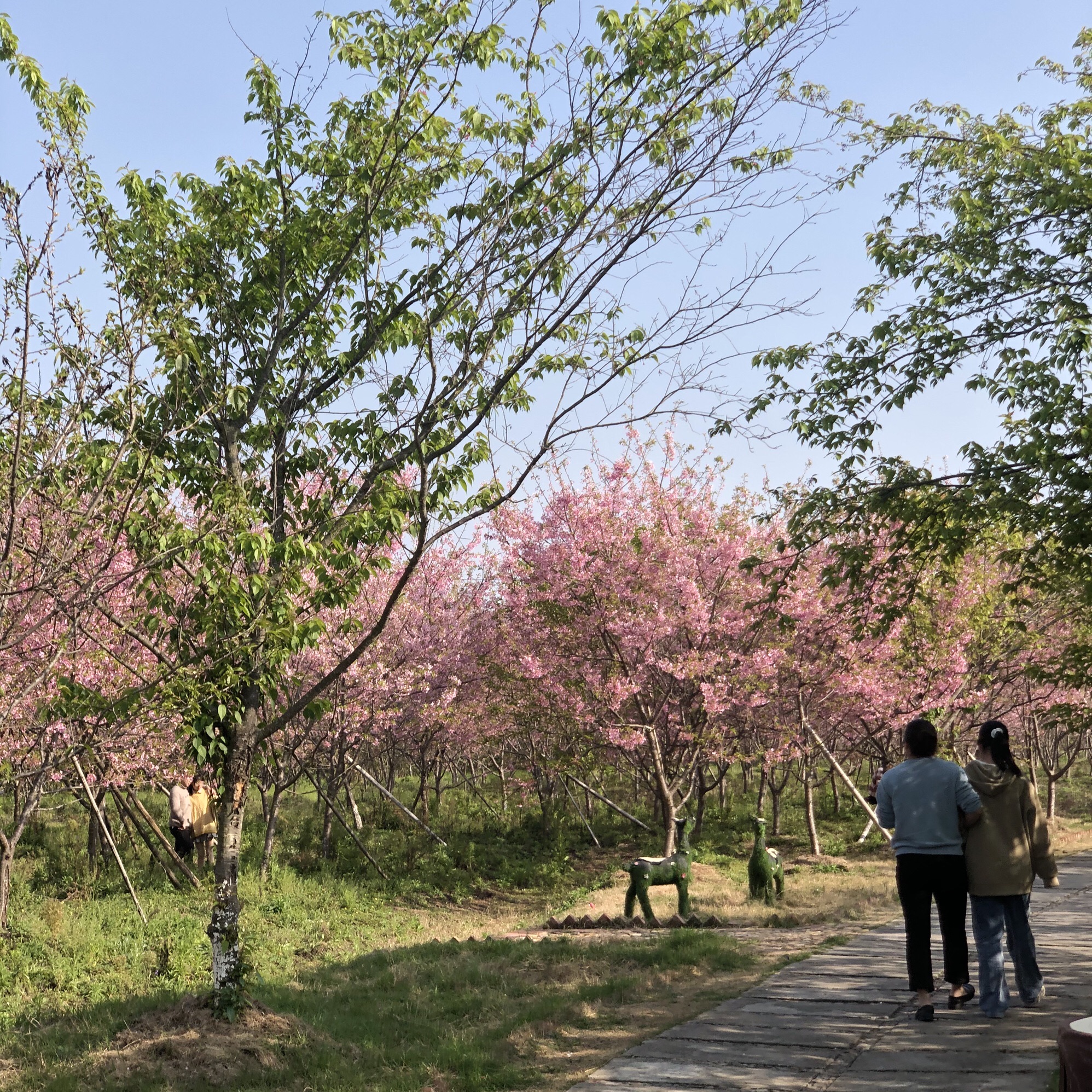 樱花奇境小镇旅行图片 1