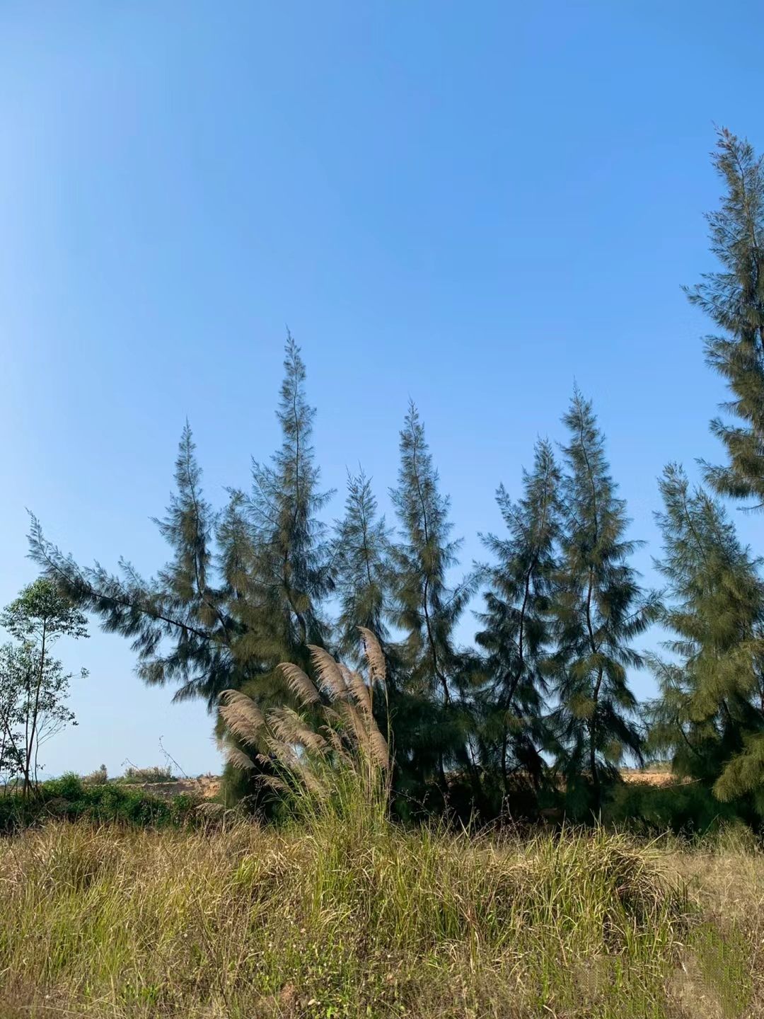 红树林公园旅行图片 2