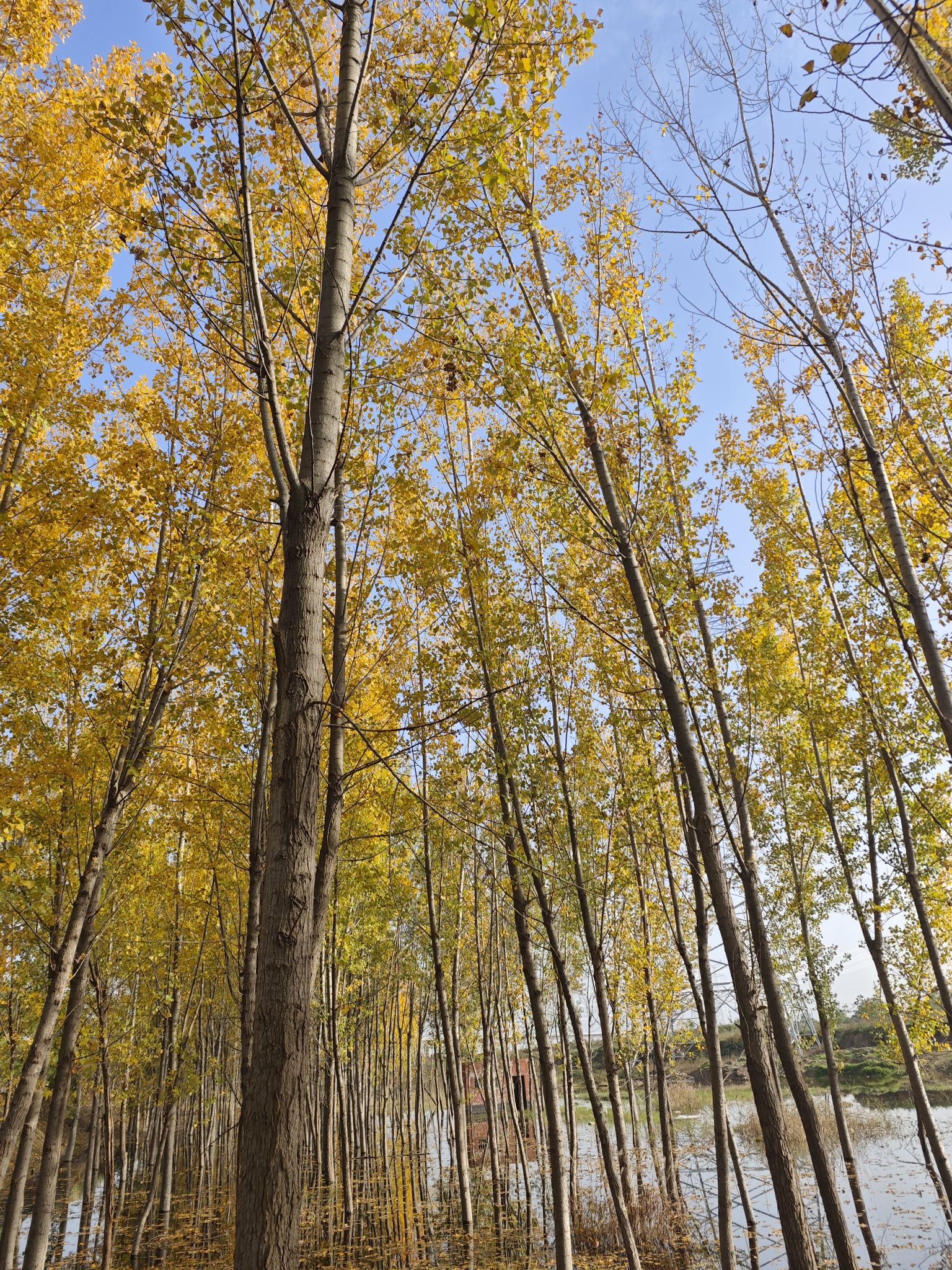 场地封面-高陵区周家村生态休闲园