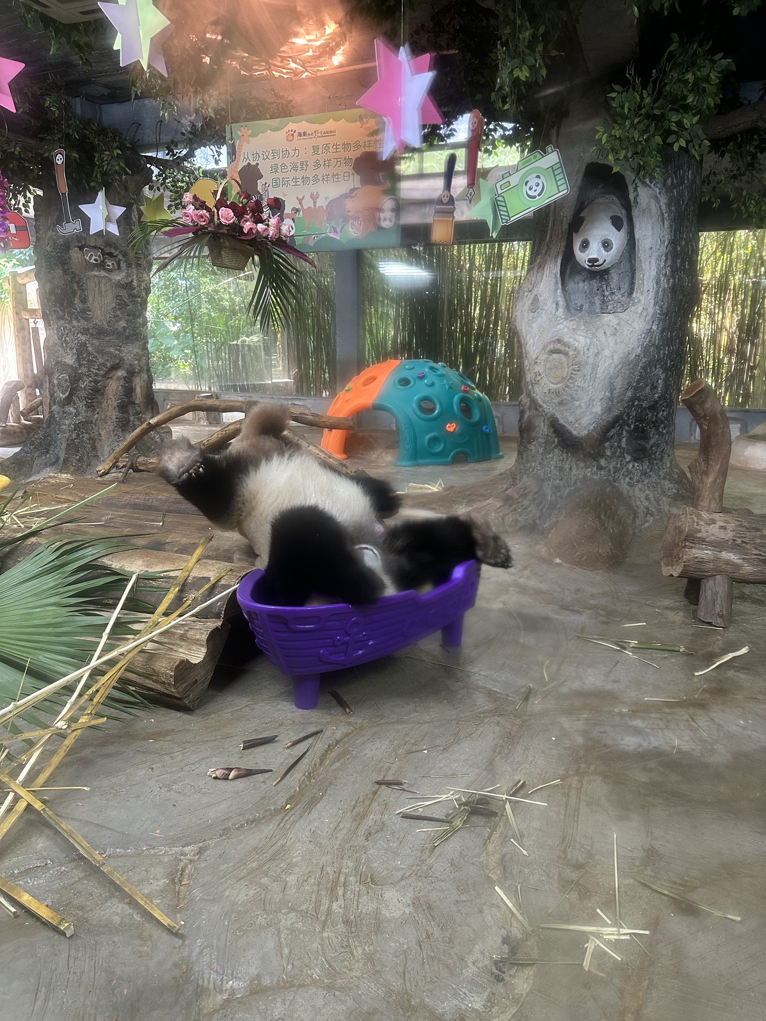 海南热带野生动植物园-熊猫世界