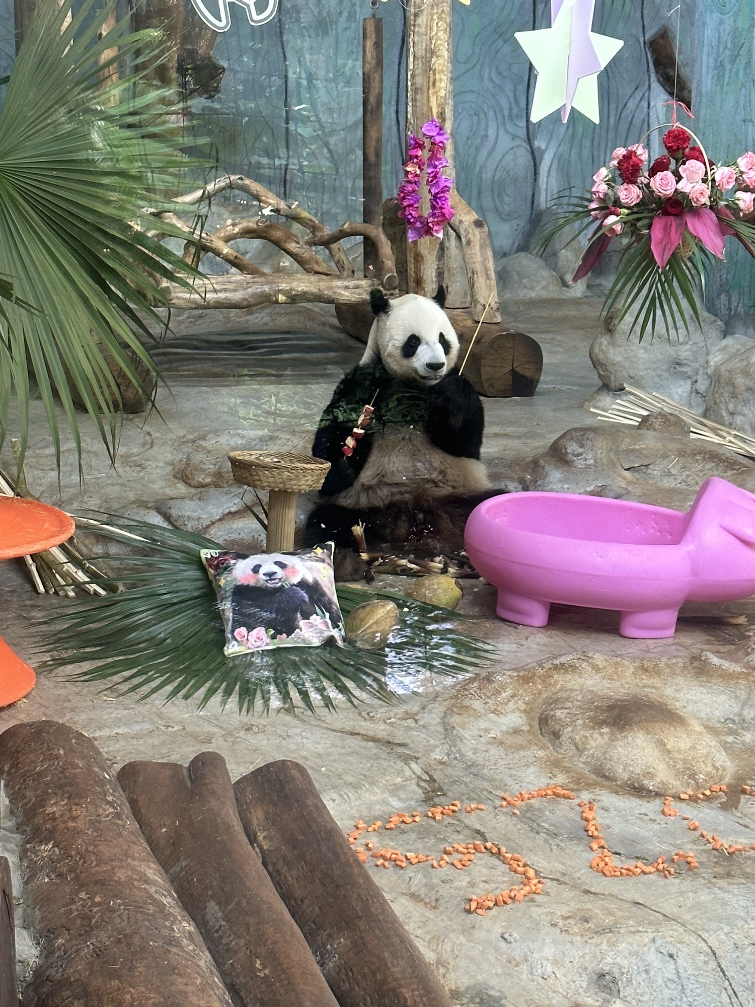 海南热带野生动植物园-熊猫世界