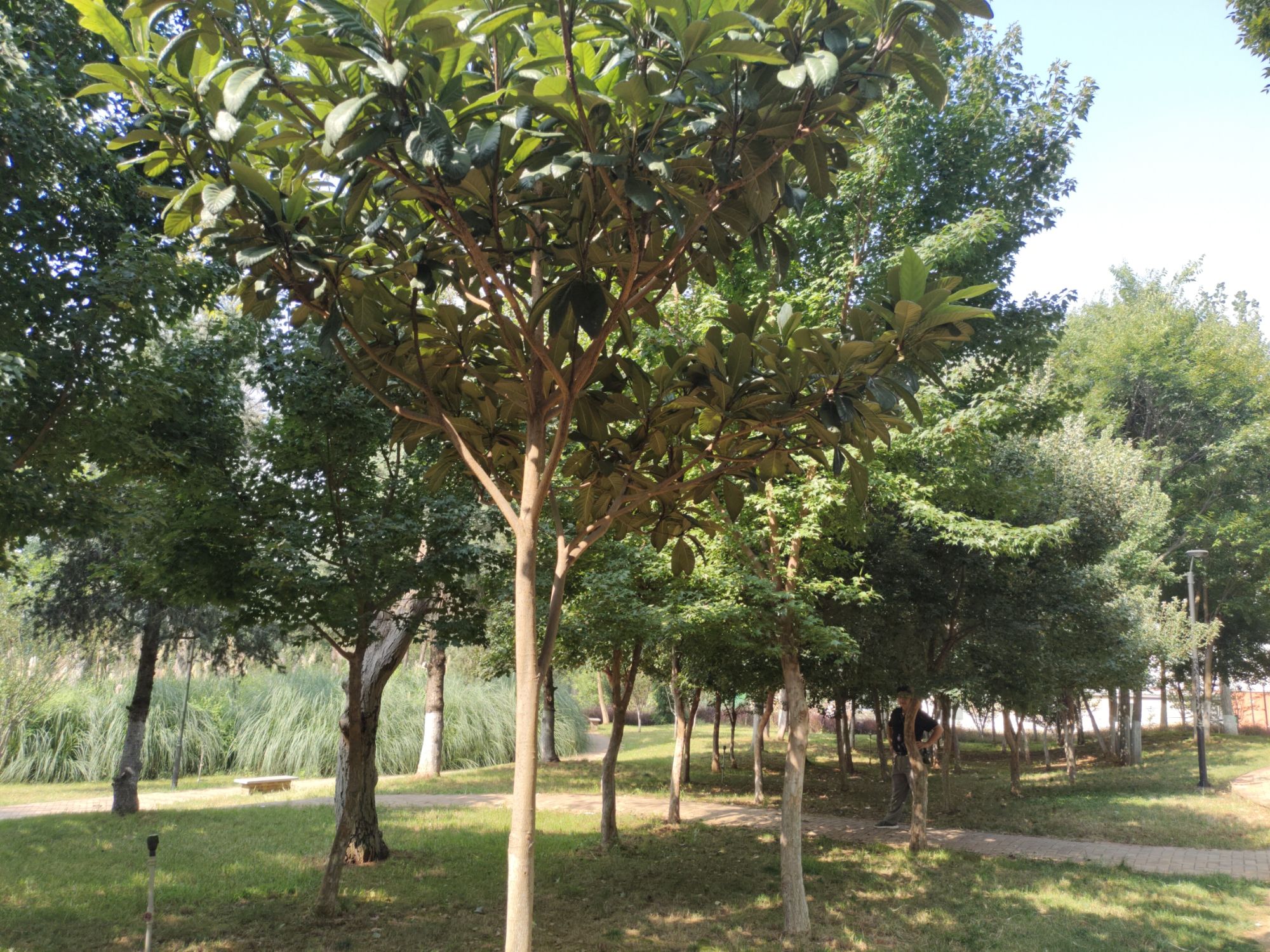 古树公园