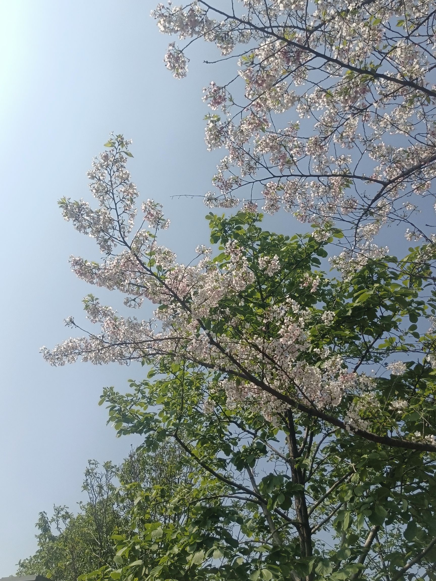 石子湖公园旅行图片