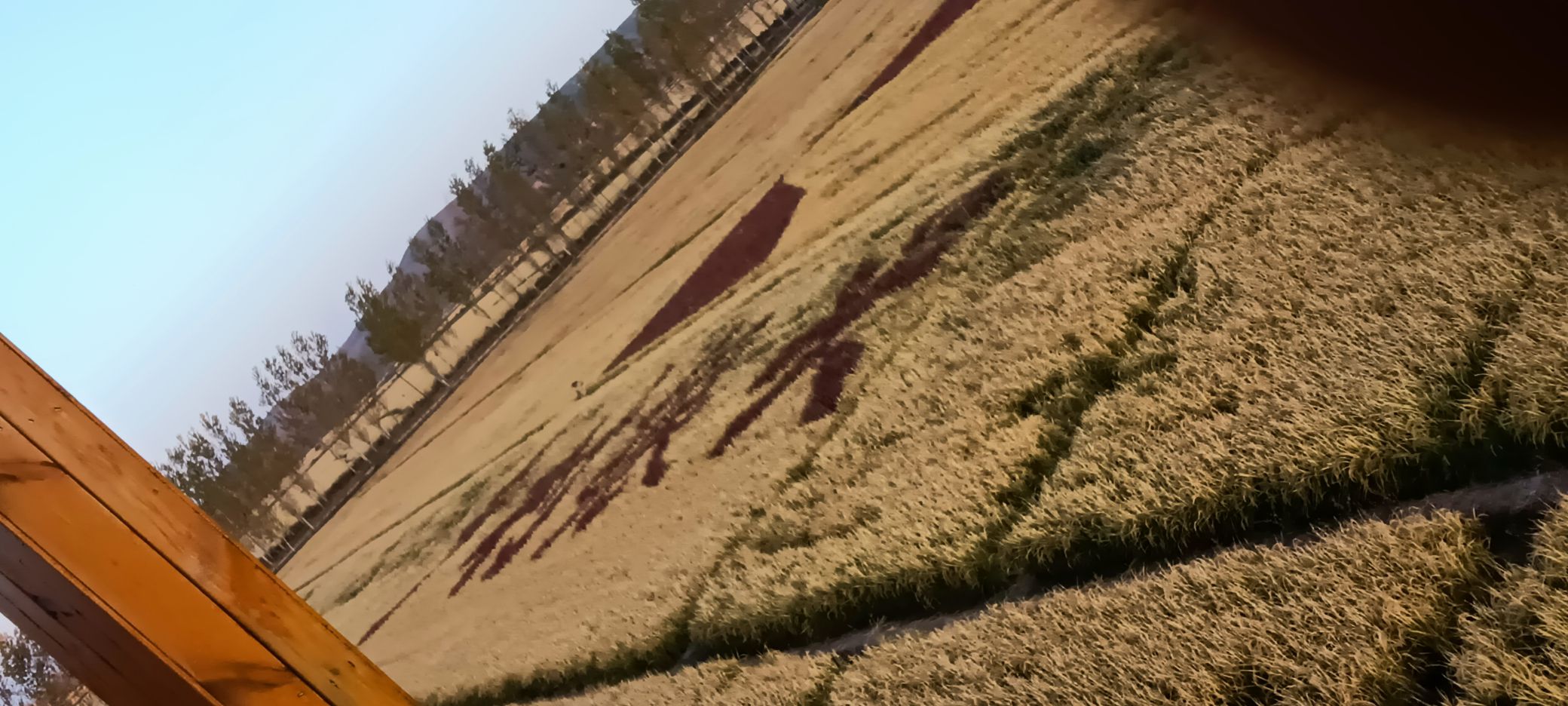 中兴村文化广场旅行图片 3