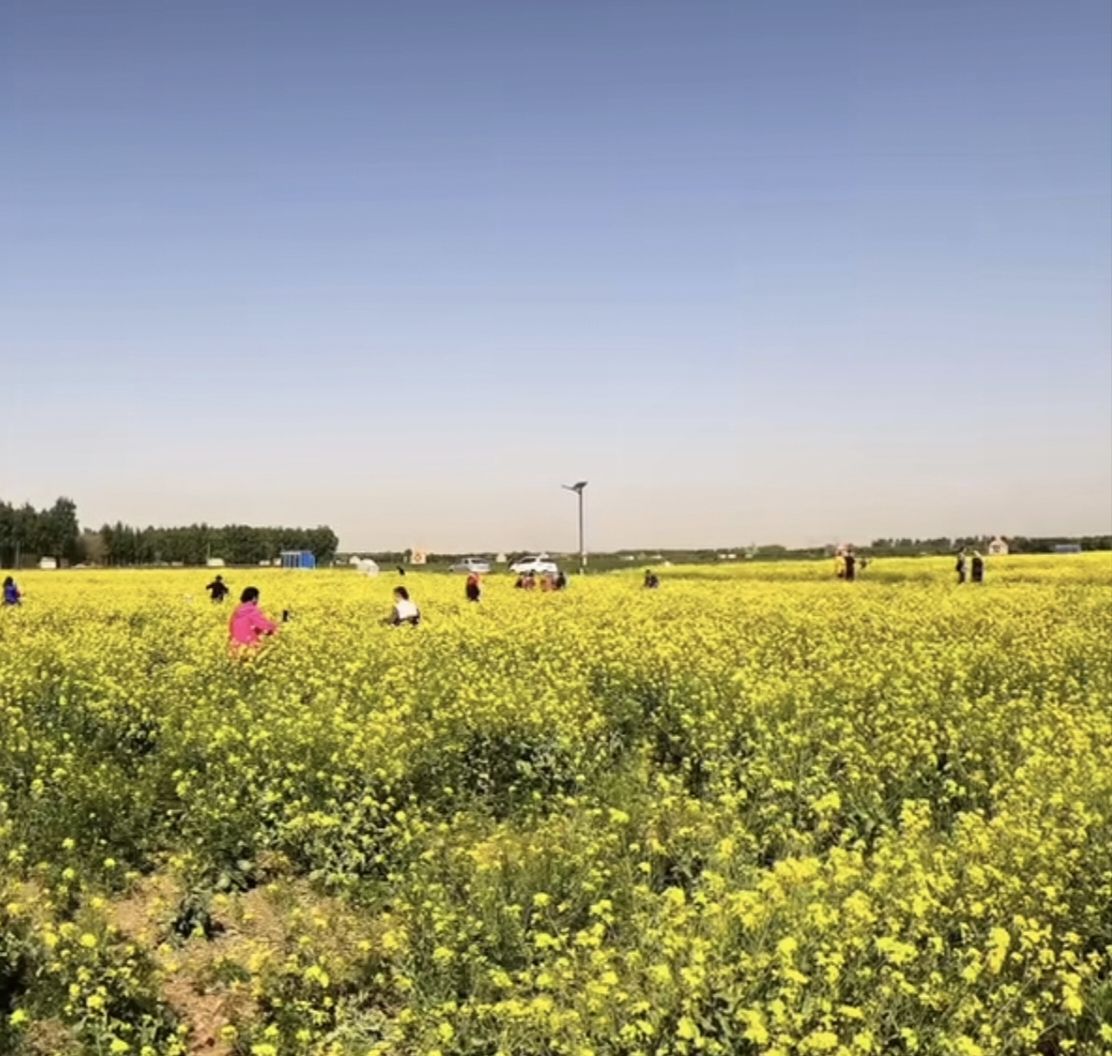 平陵古城城墙遗址旅行图片 2
