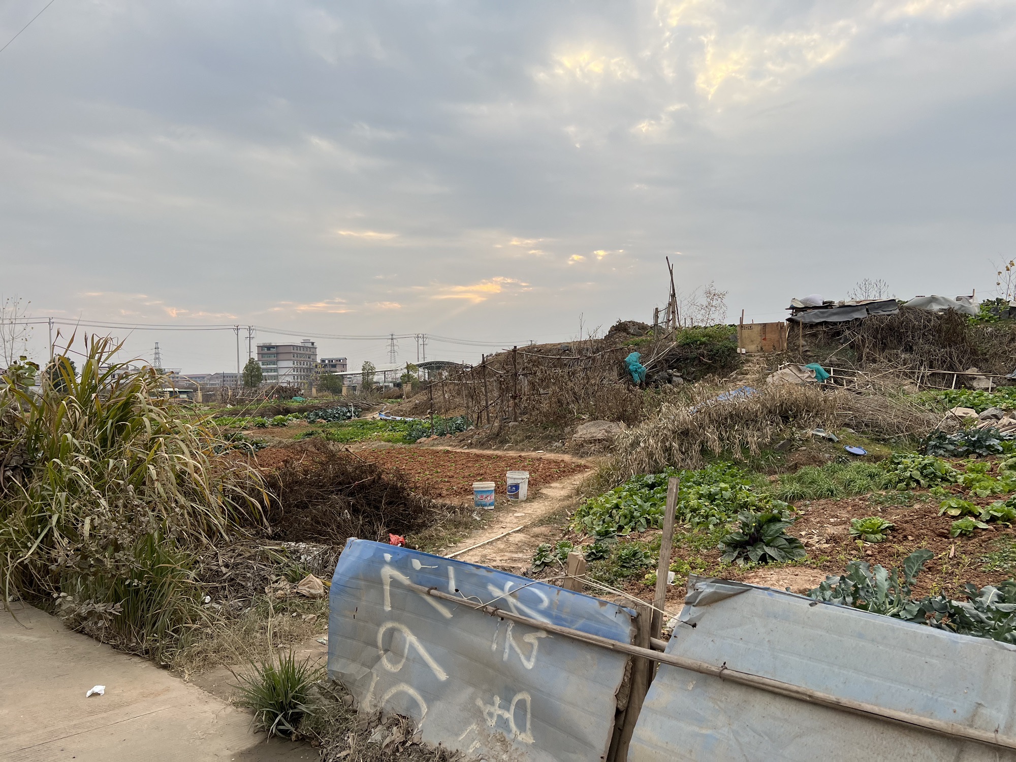 赛田公园旅行图片 1
